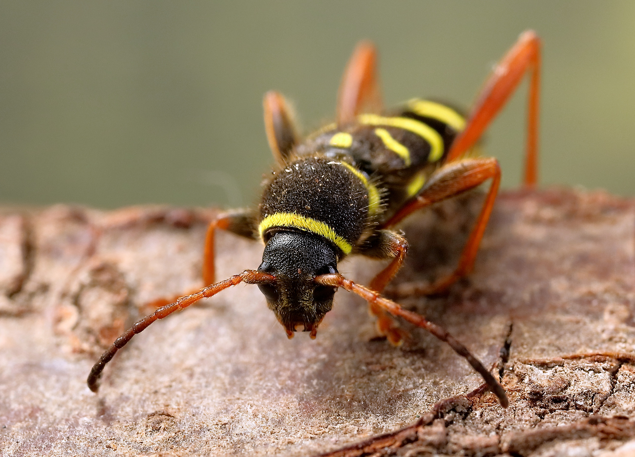 Clytus arietis arietis