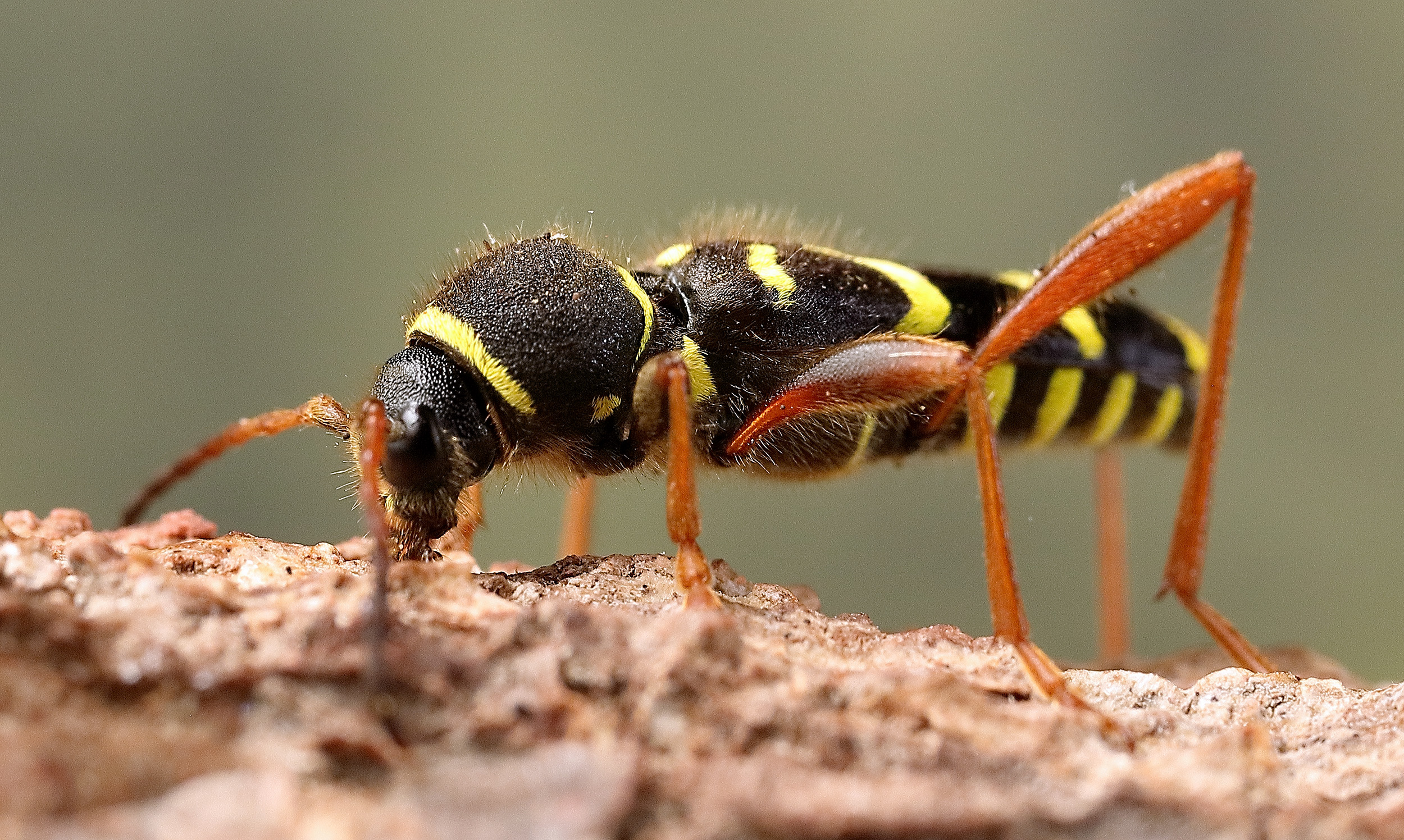 Clytus arietis arietis