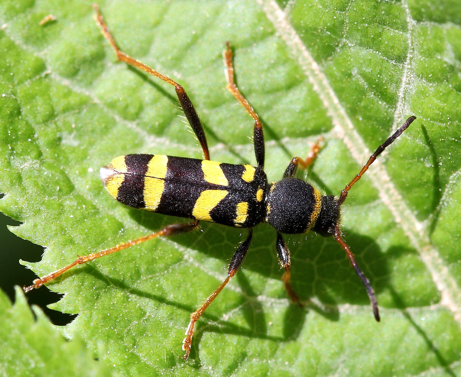 Clytus arietis lederi