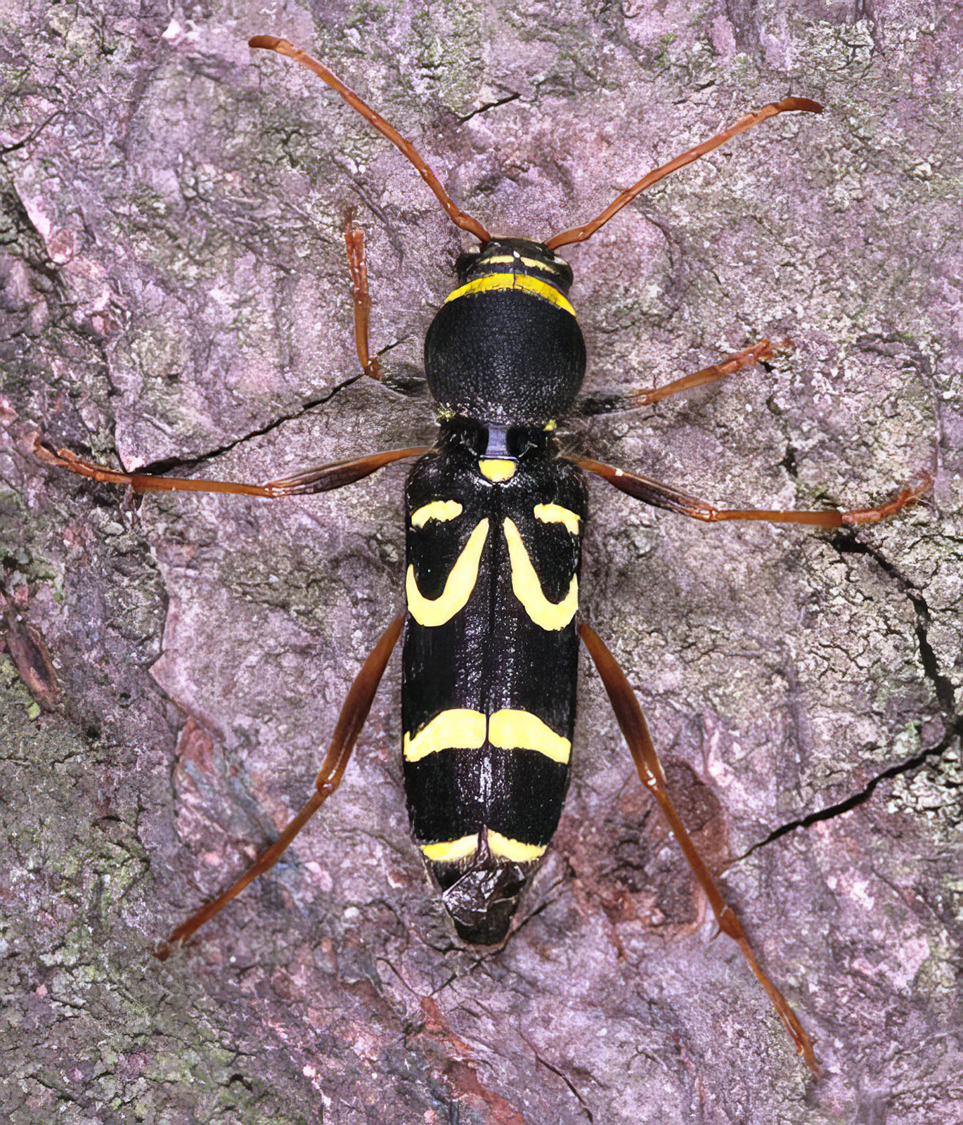 Clytus kumalariensis