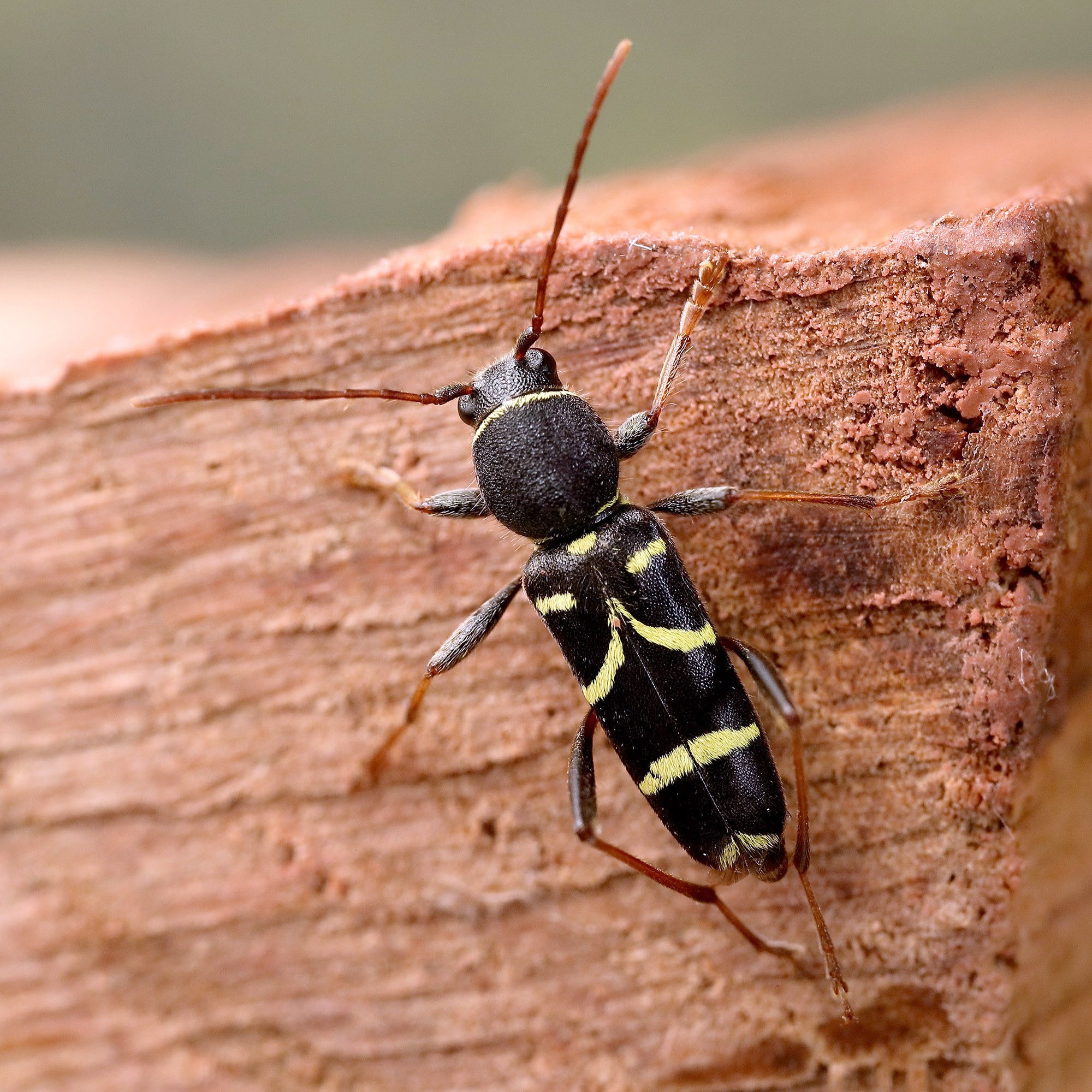 Clytus lama