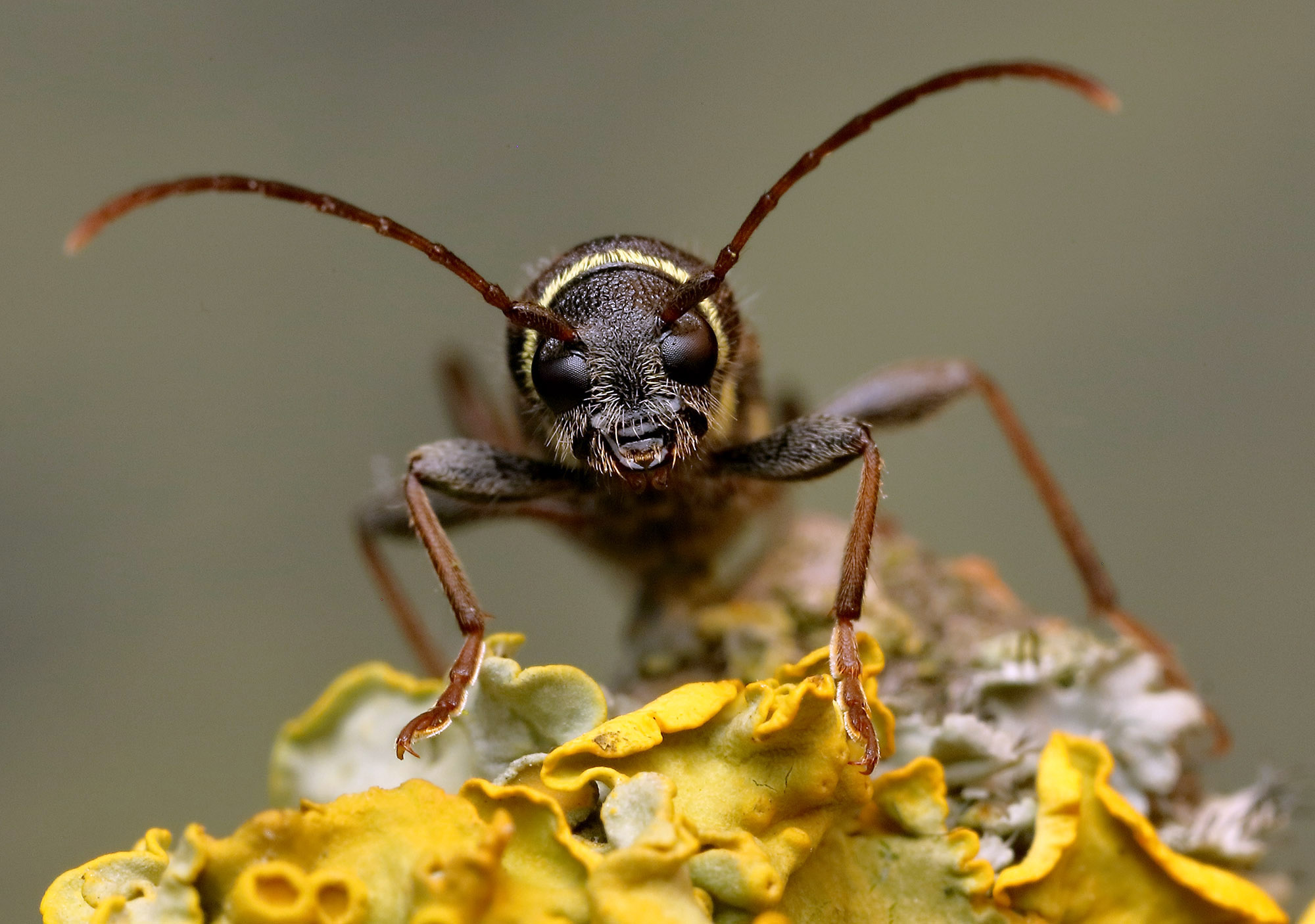 Clytus lama