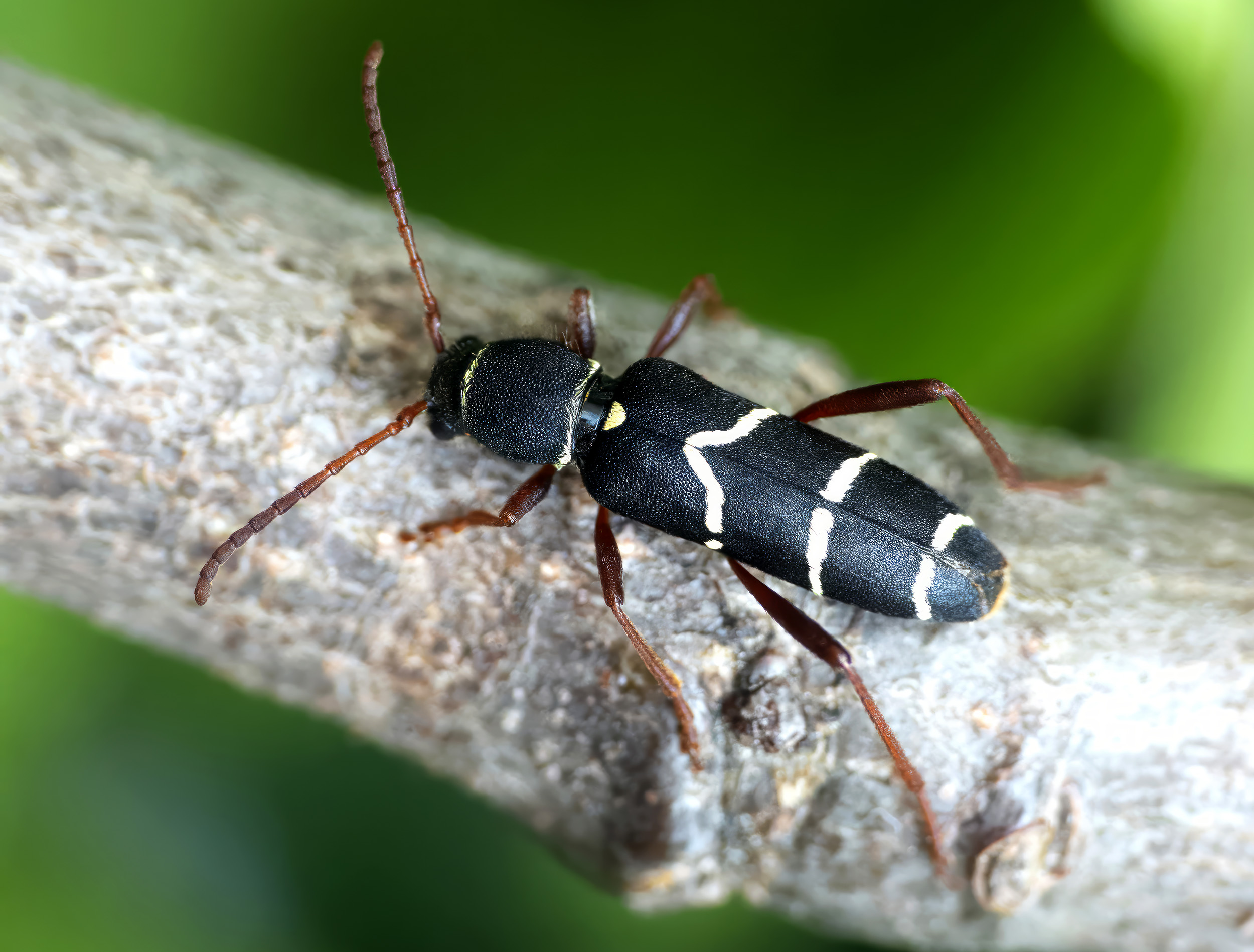 Clytus relictus