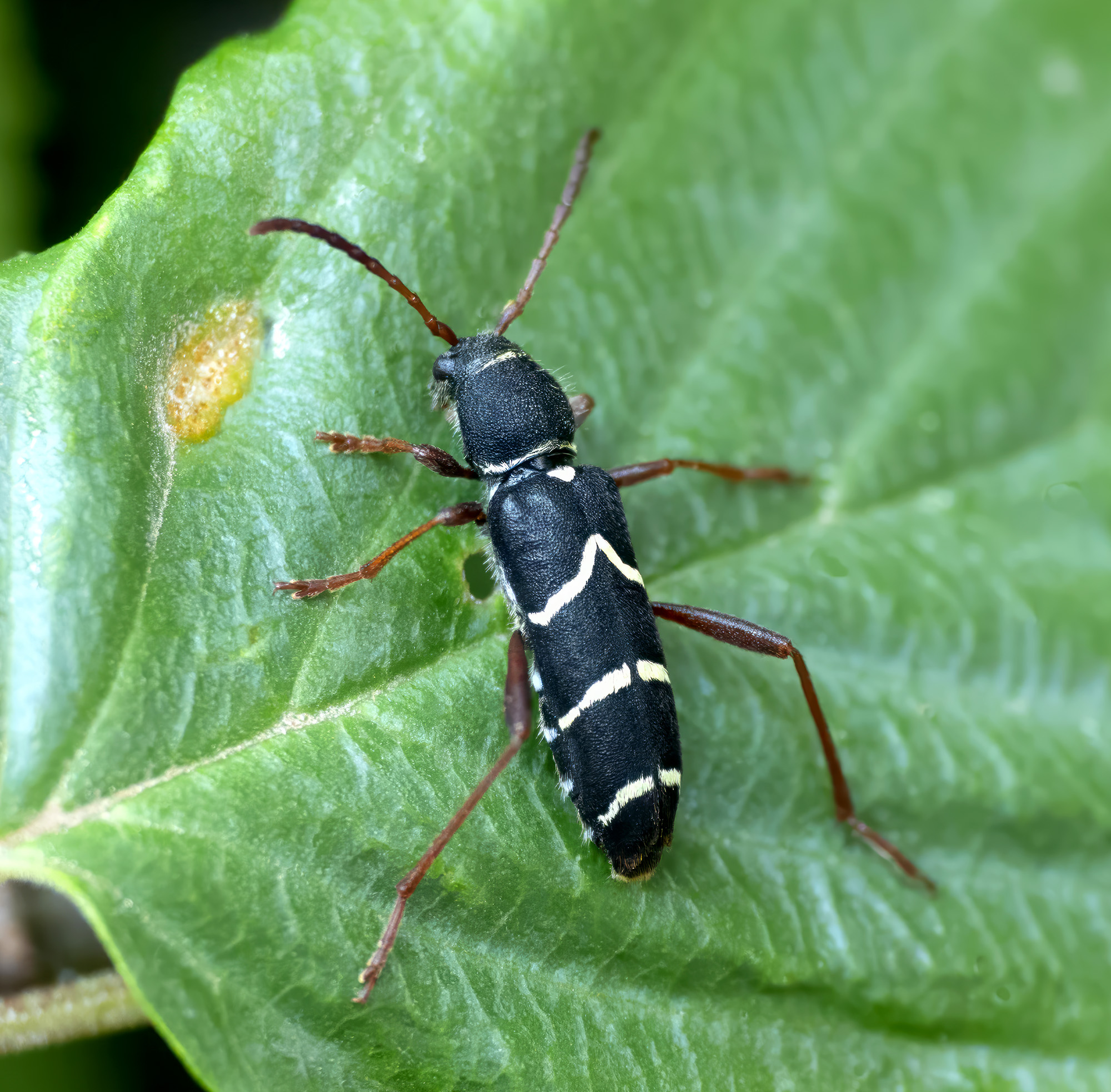 Clytus relictus