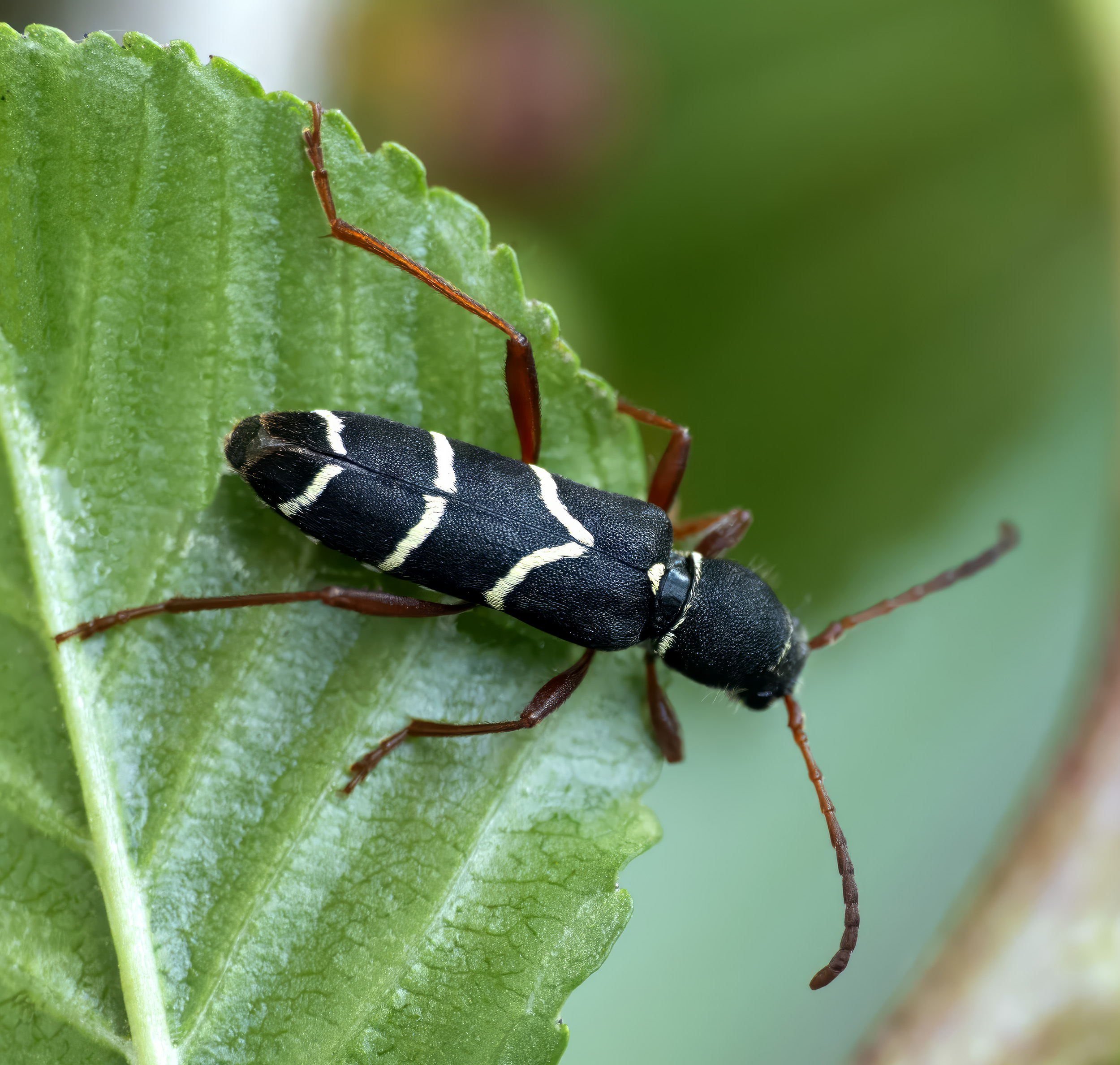 Clytus relictus