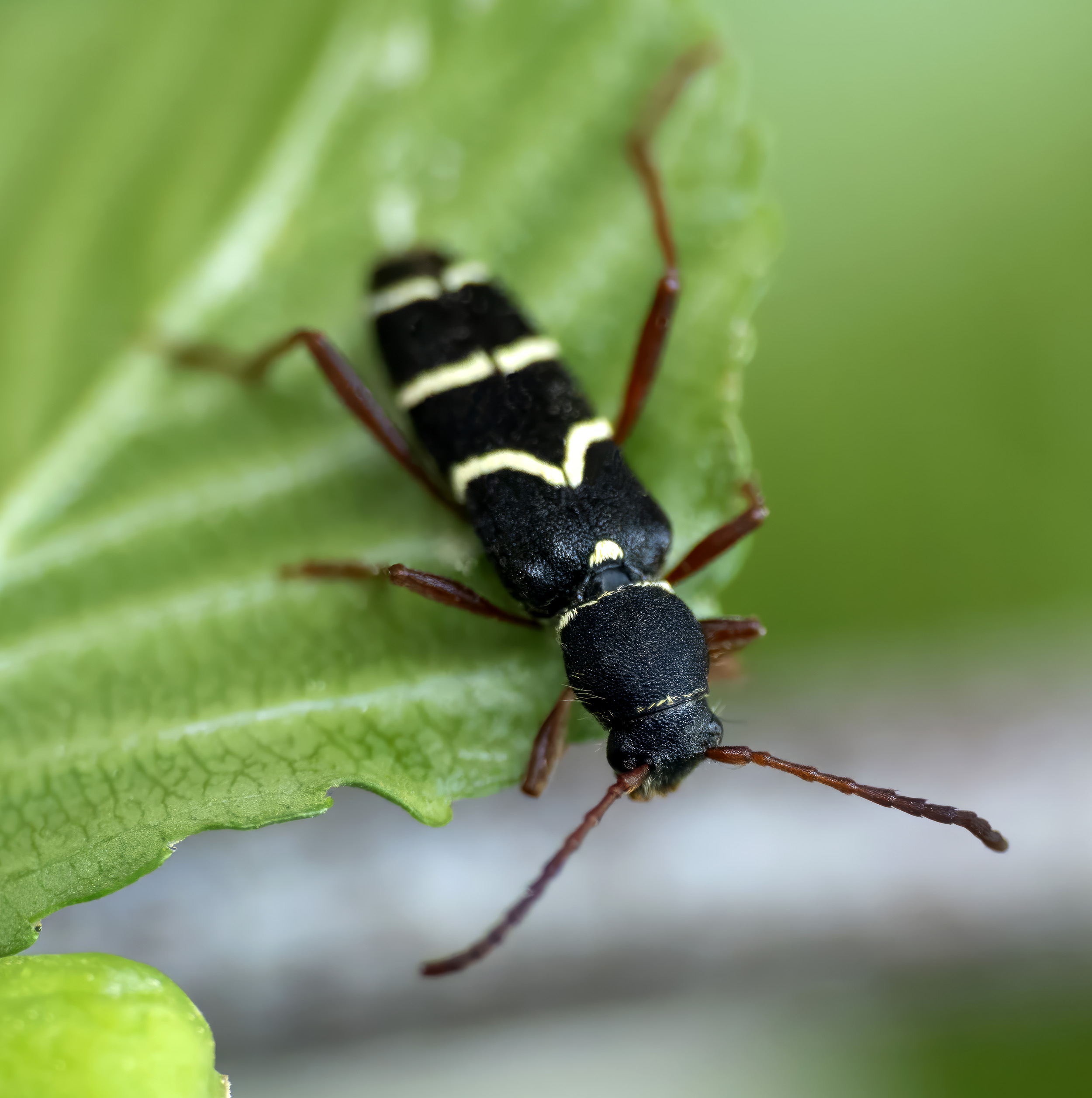 Clytus relictus