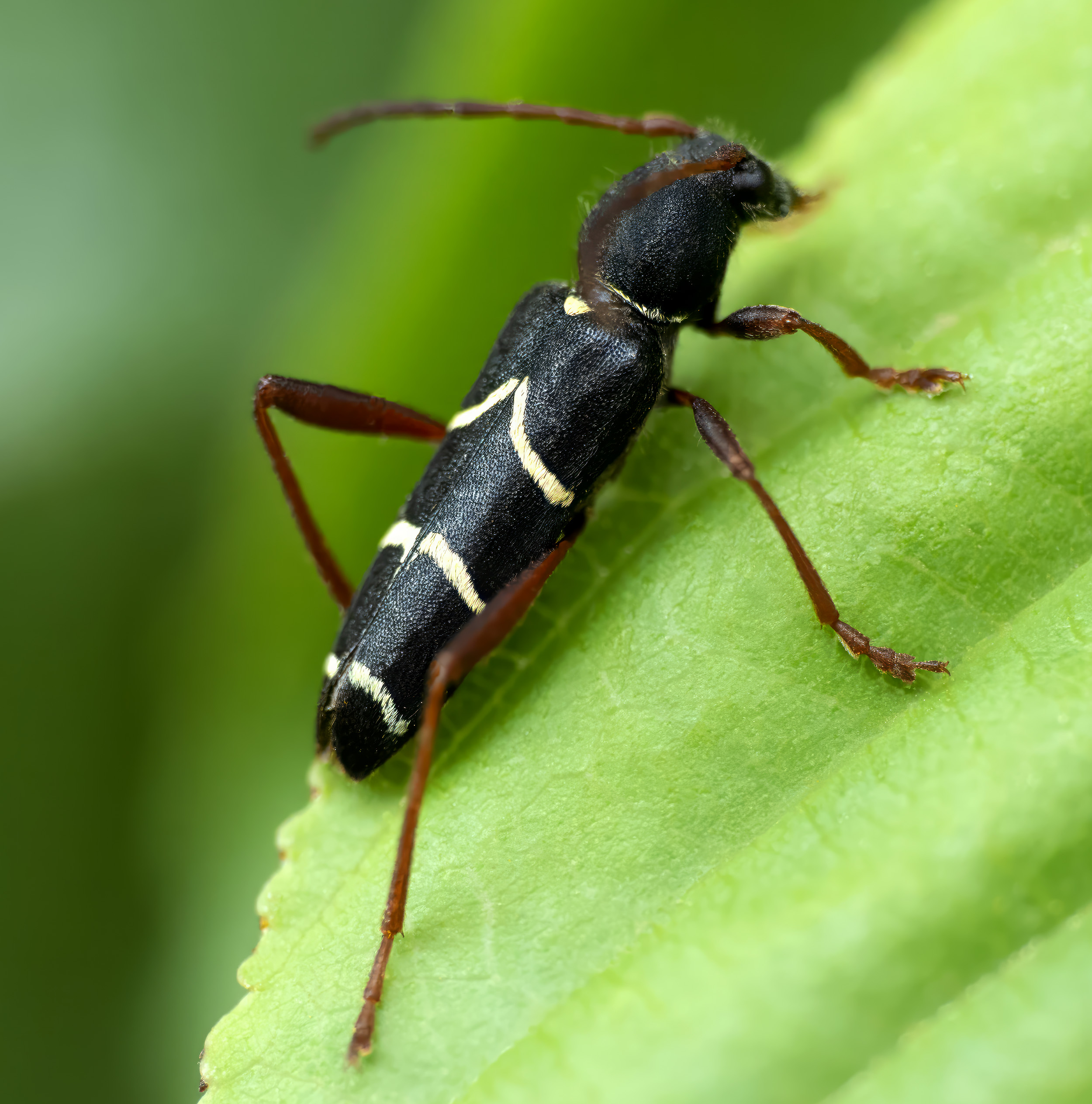 Clytus relictus