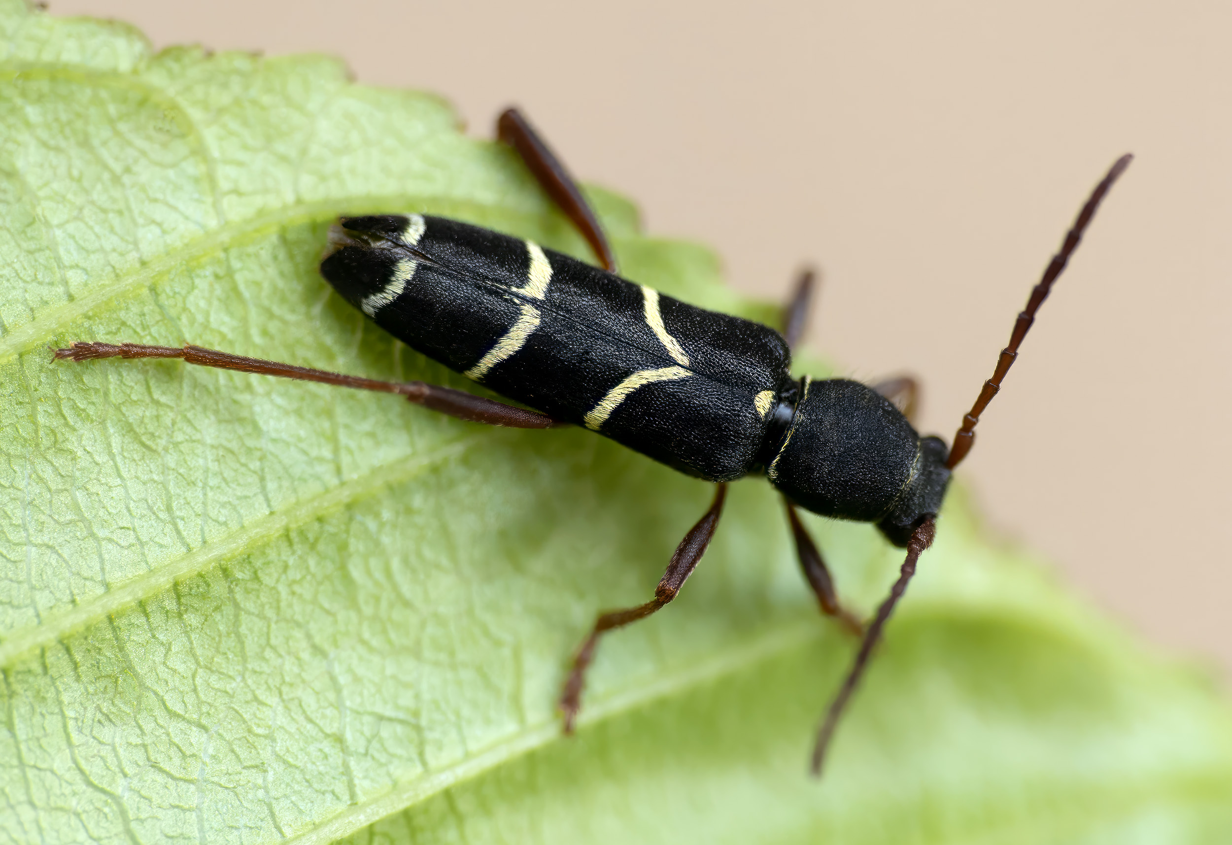 Clytus relictus