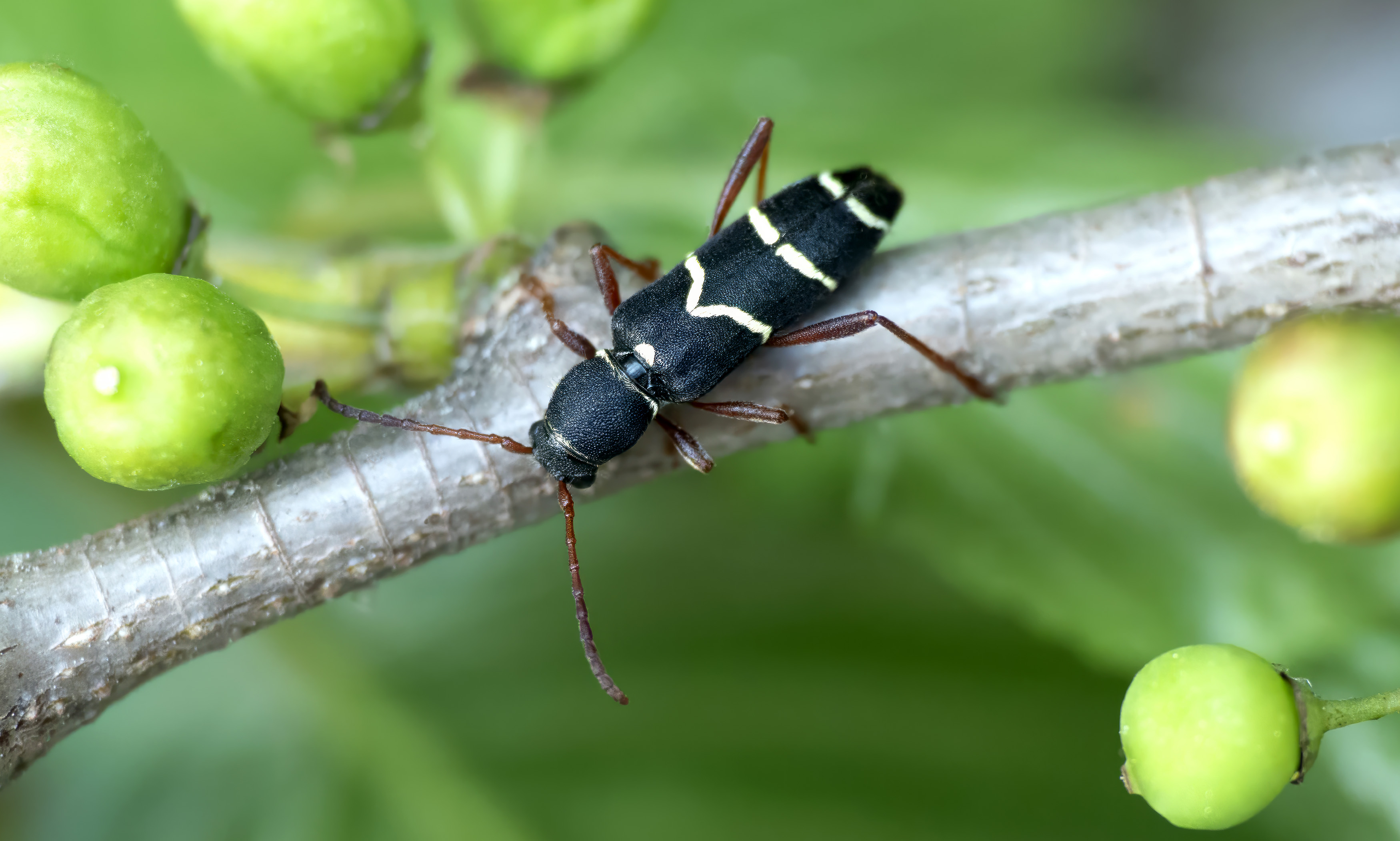 Clytus relictus