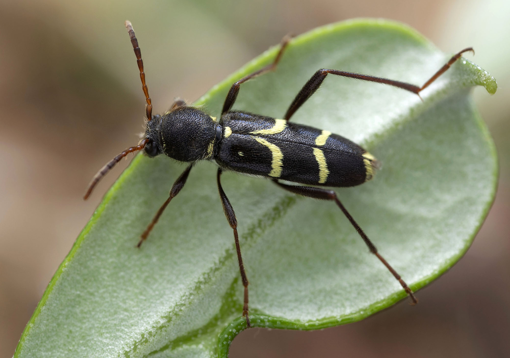 Clytus rhamni rhamni