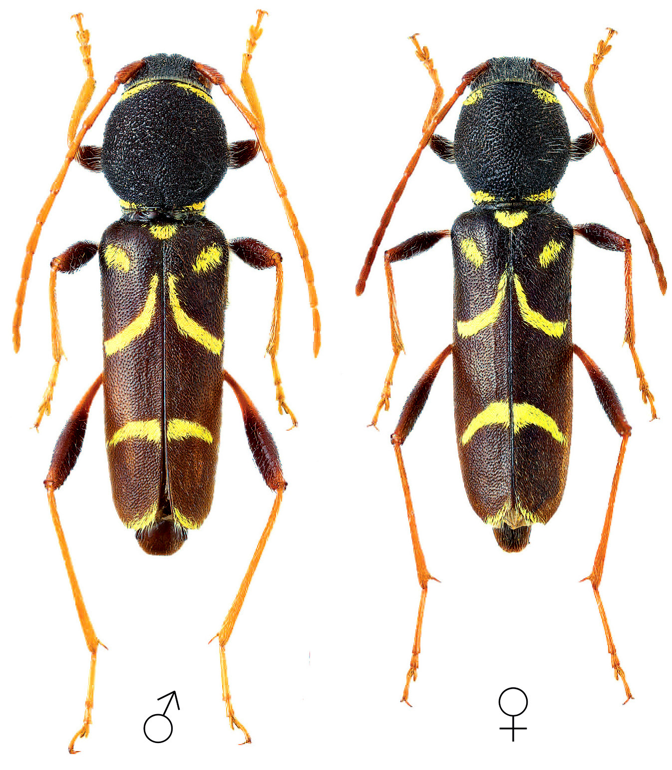 Sphegoclytus stepanovi