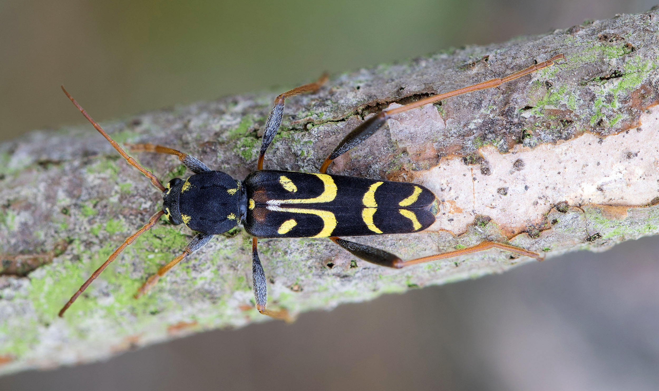 Clytus tropicus