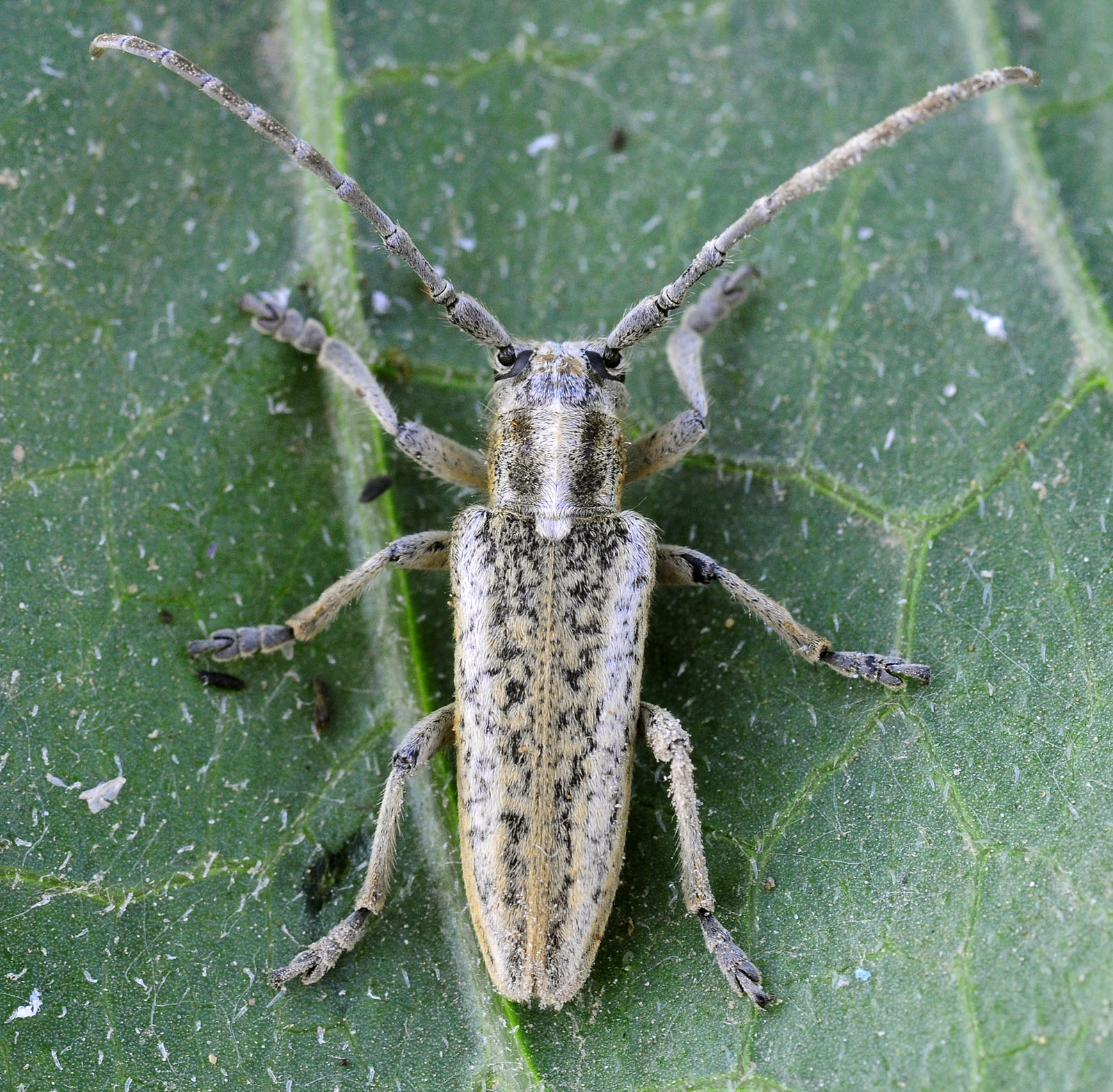 Conizonia anularis