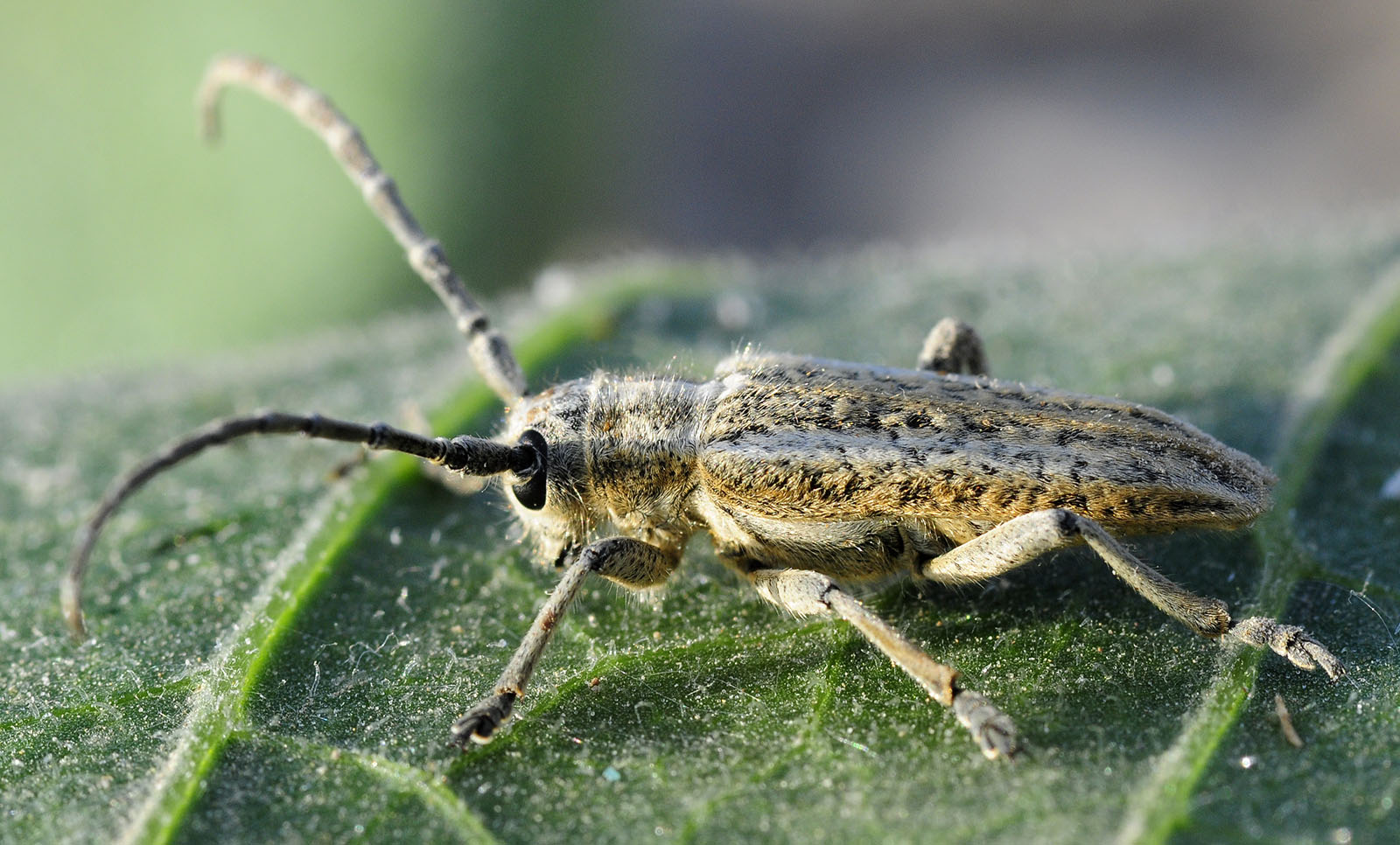 Conizonia anularis