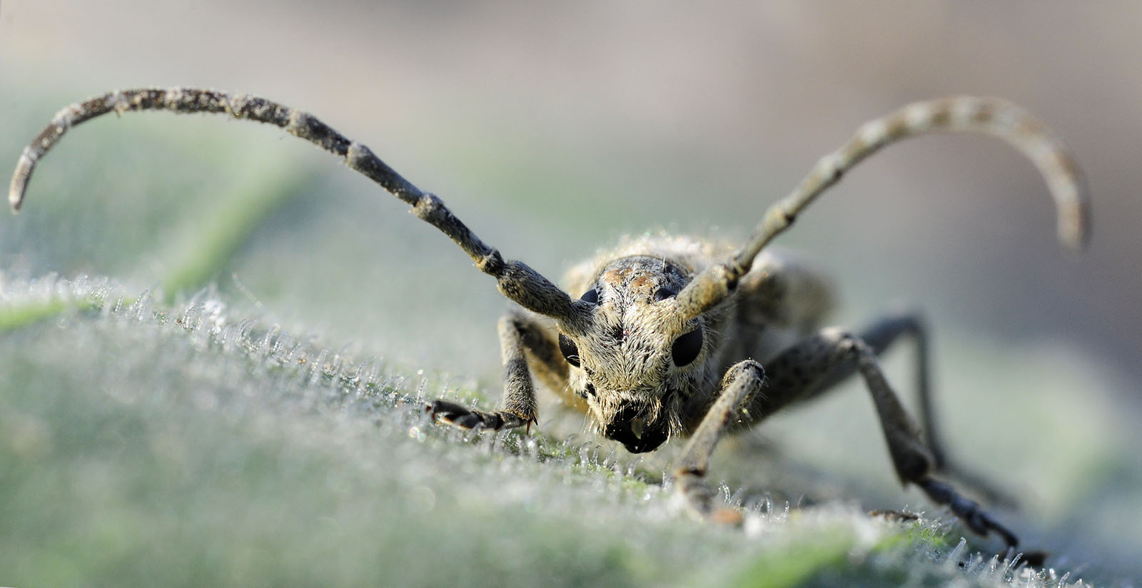 Conizonia anularis