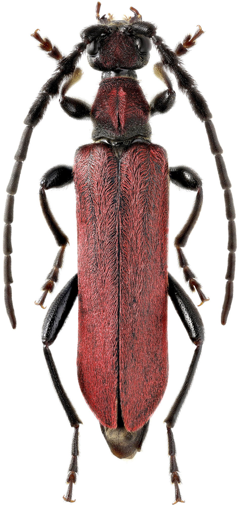 Corennys sericata