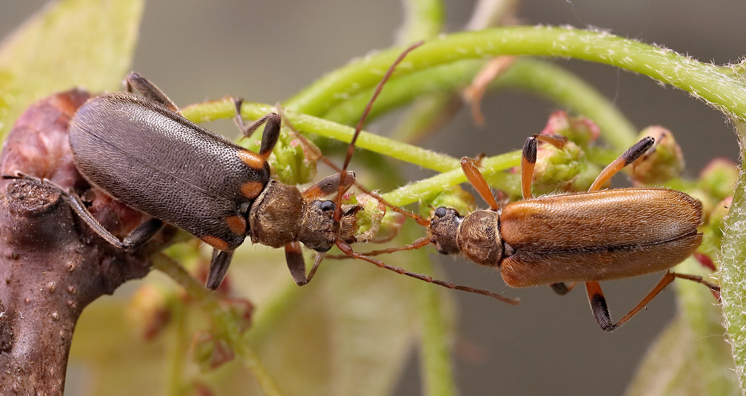 Cortodera humeralis humeralis