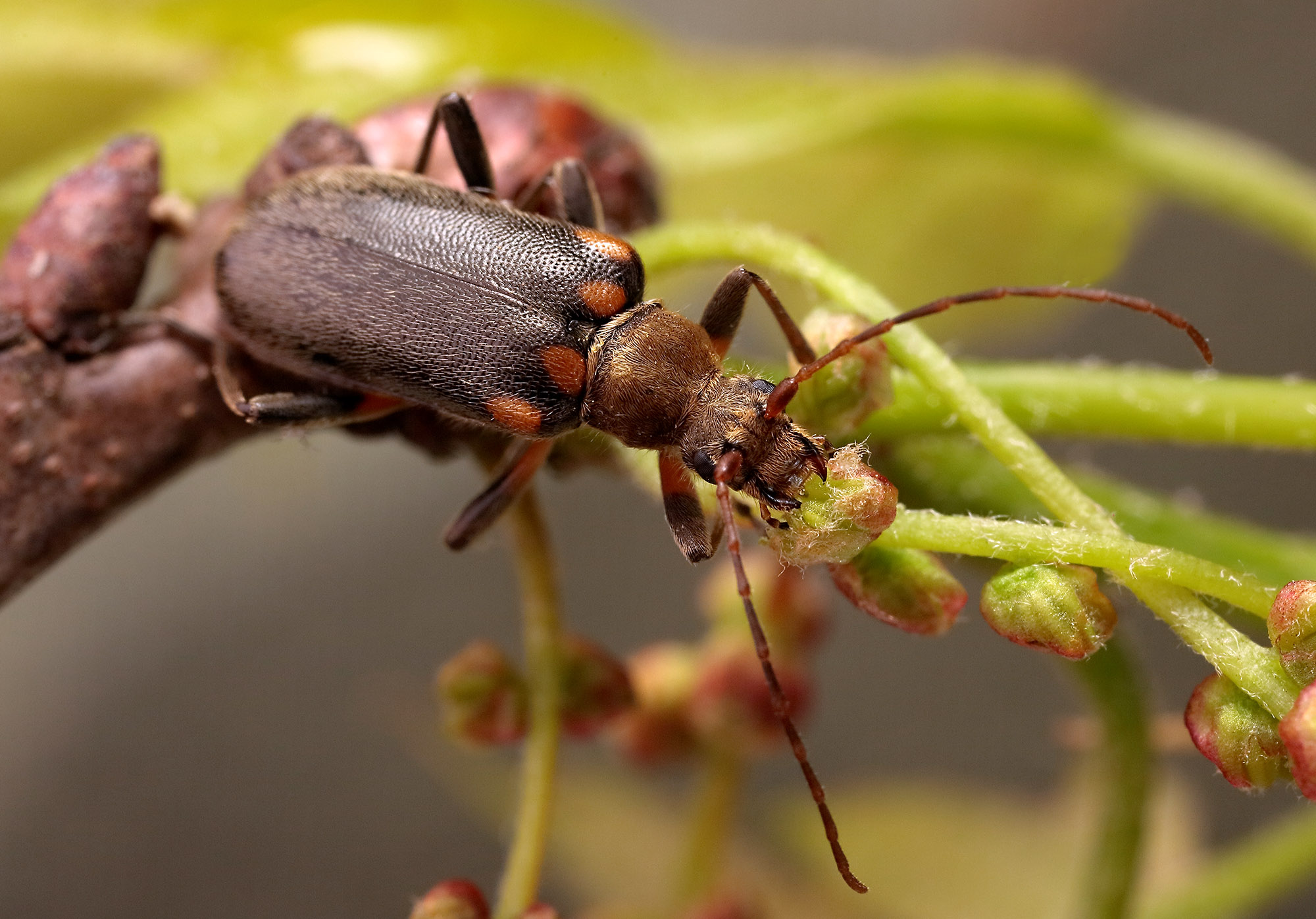 Cortodera humeralis humeralis