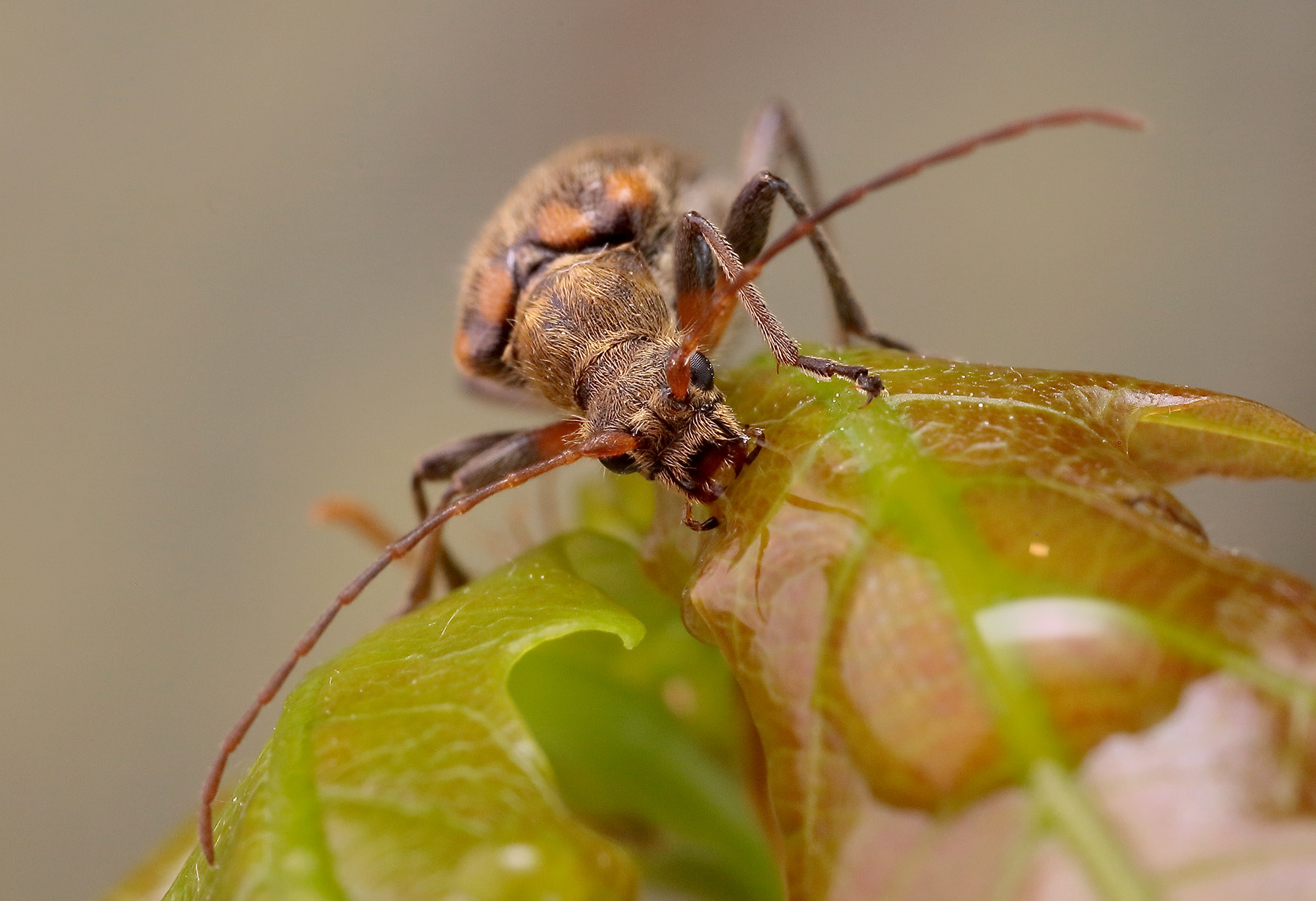 Cortodera humeralis humeralis