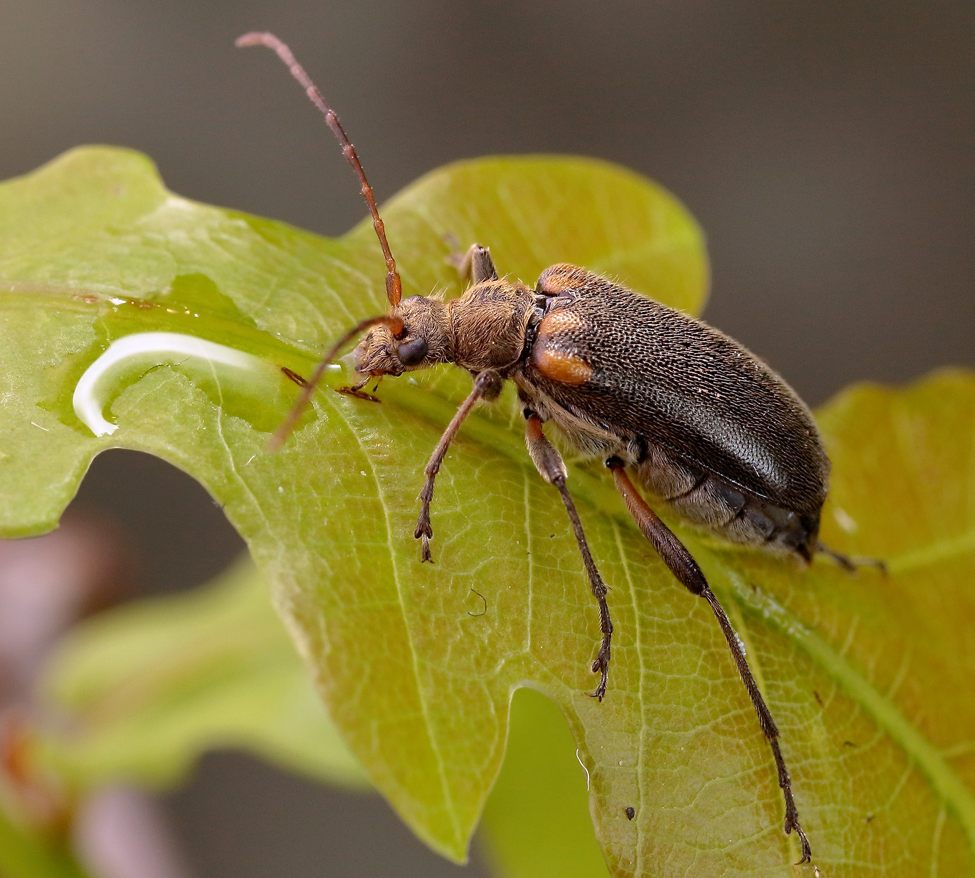 Cortodera humeralis humeralis