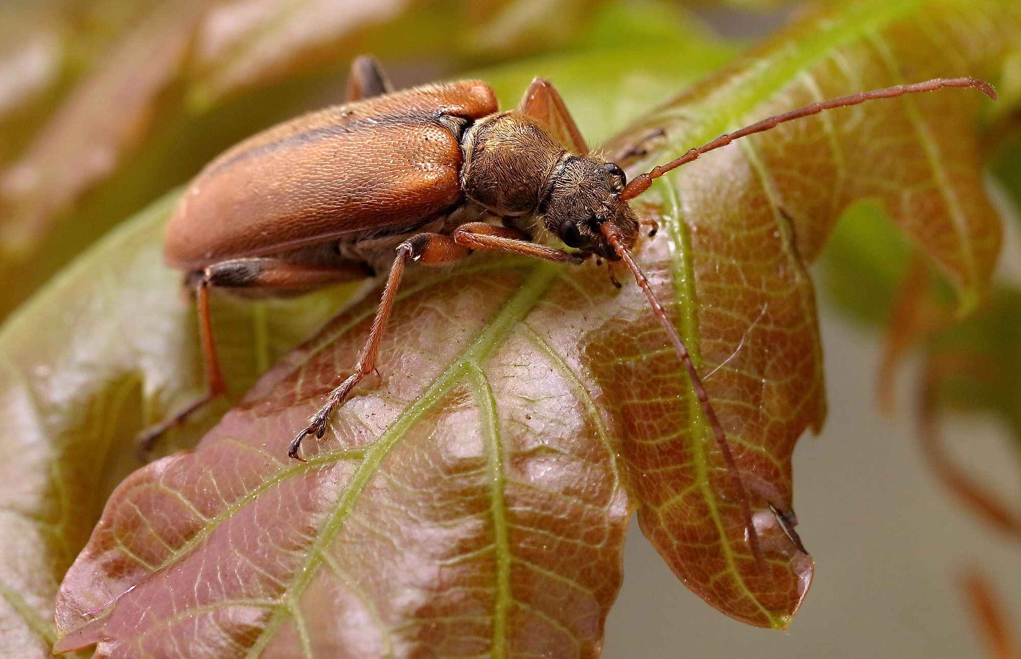 Cortodera humeralis humeralis