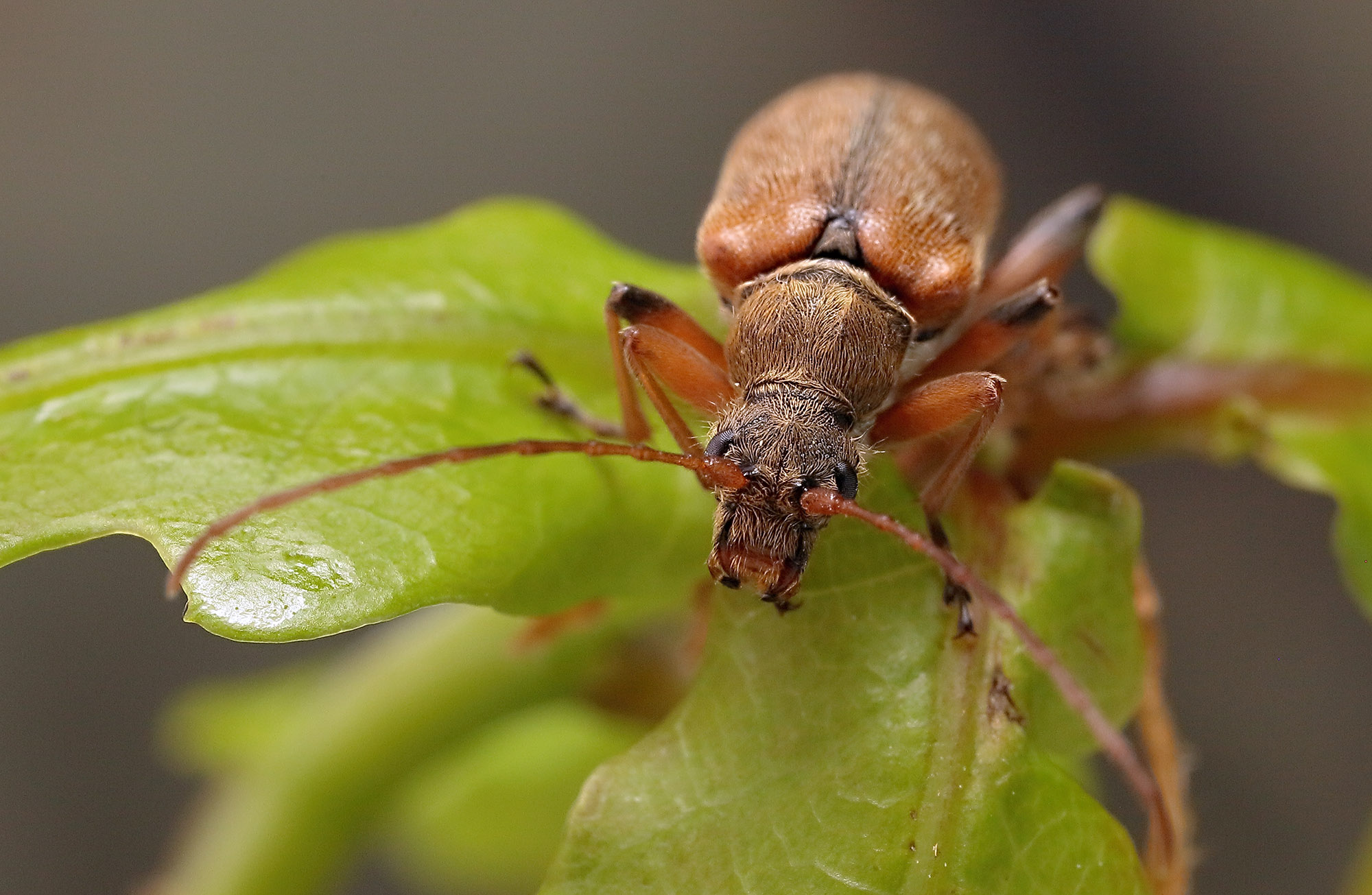 Cortodera humeralis humeralis