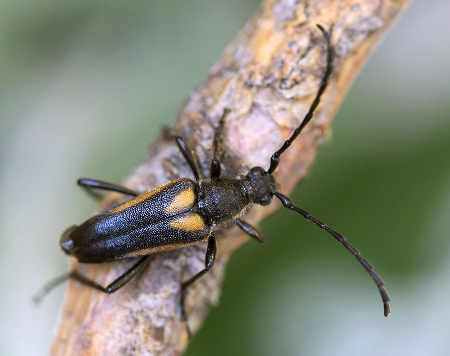 Stictoleptura stragulata