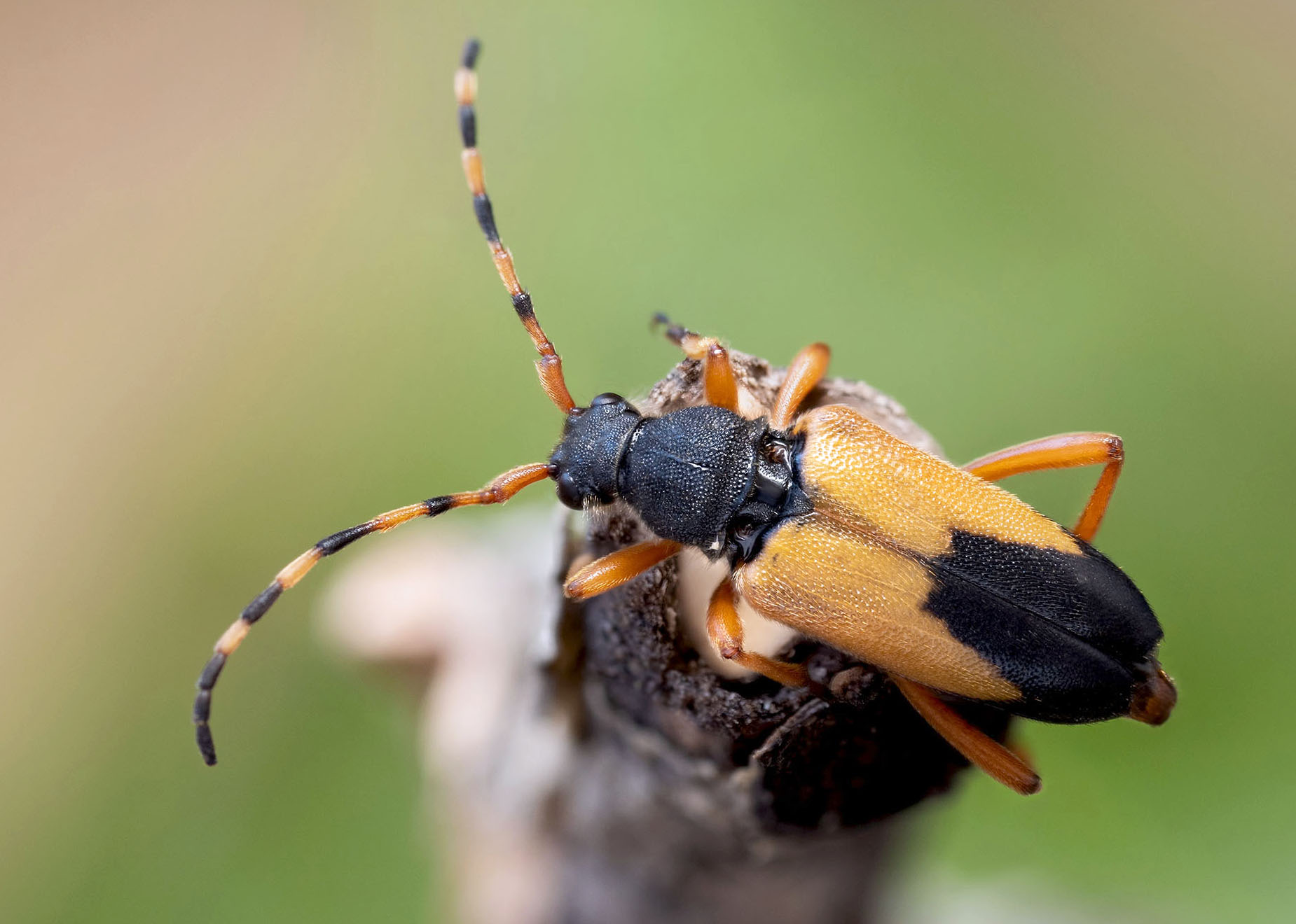 Stictoleptura stragulata