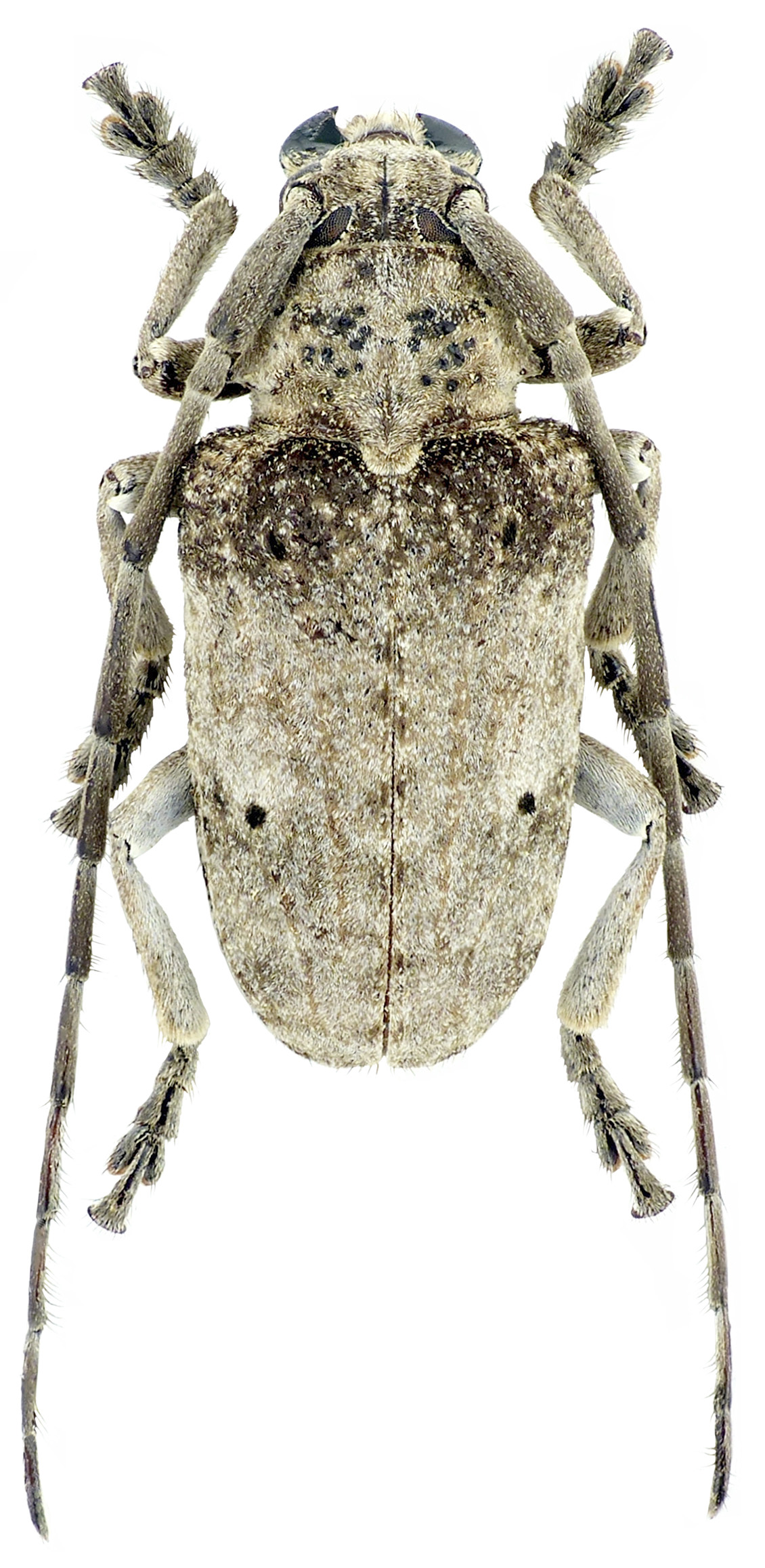 Crossotus arabicus