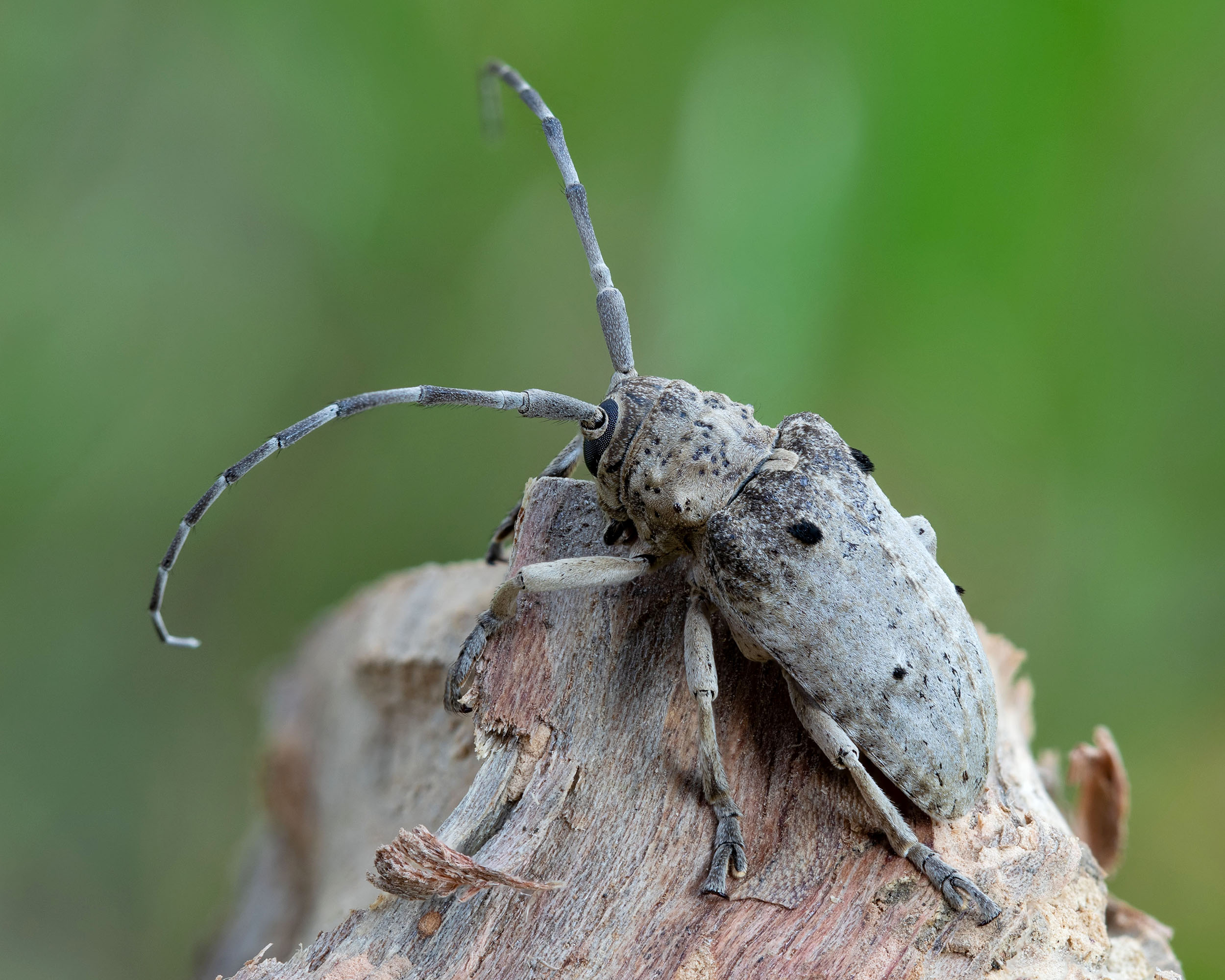 Crossotus arabicus