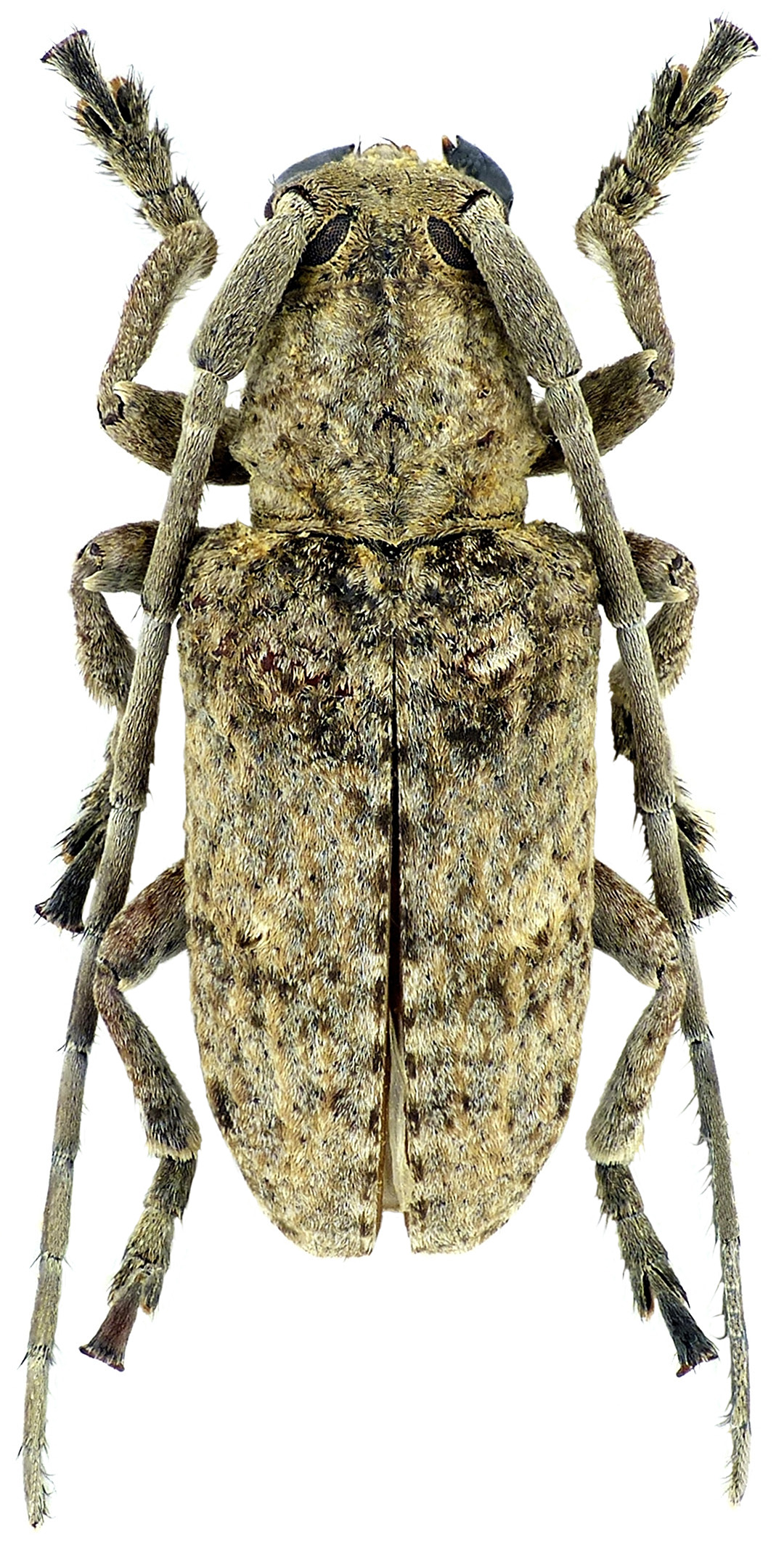 Crossotus strigifrons