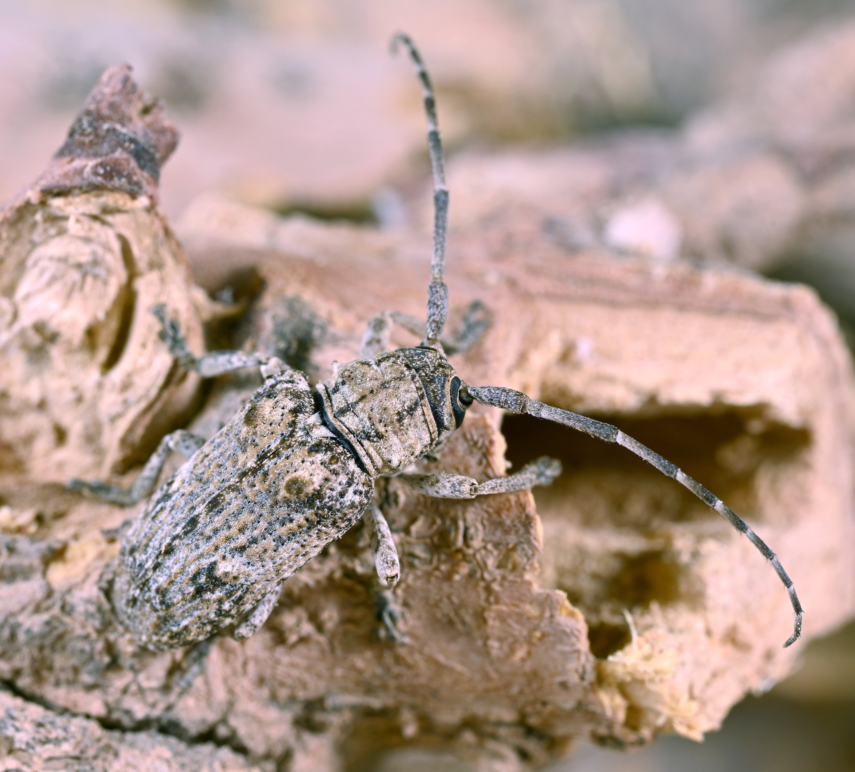 Crossotus subocellatus