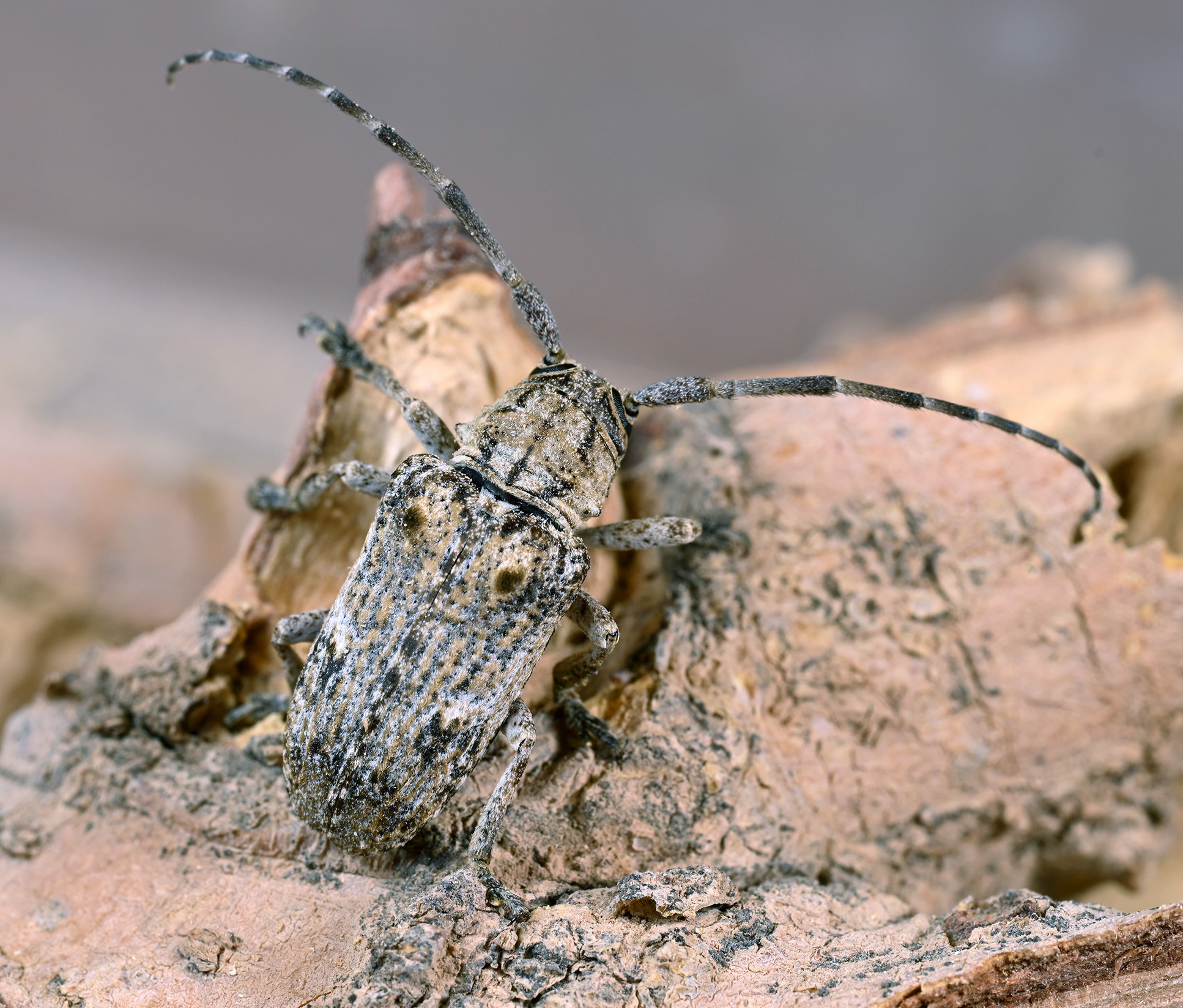 Crossotus subocellatus