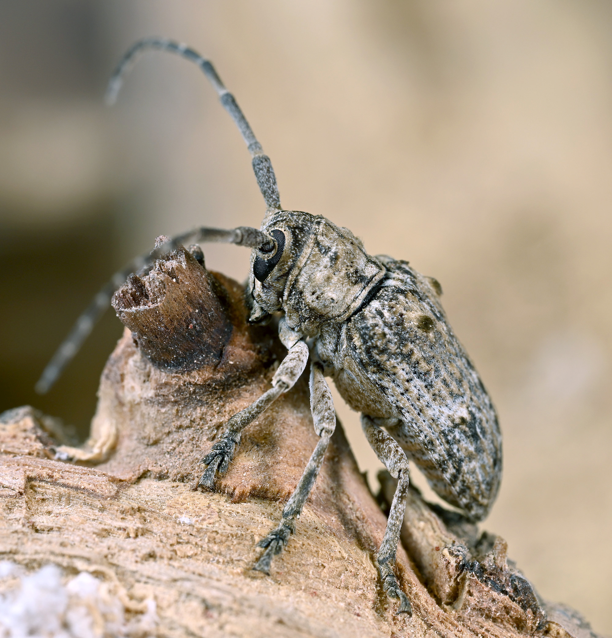 Crossotus subocellatus