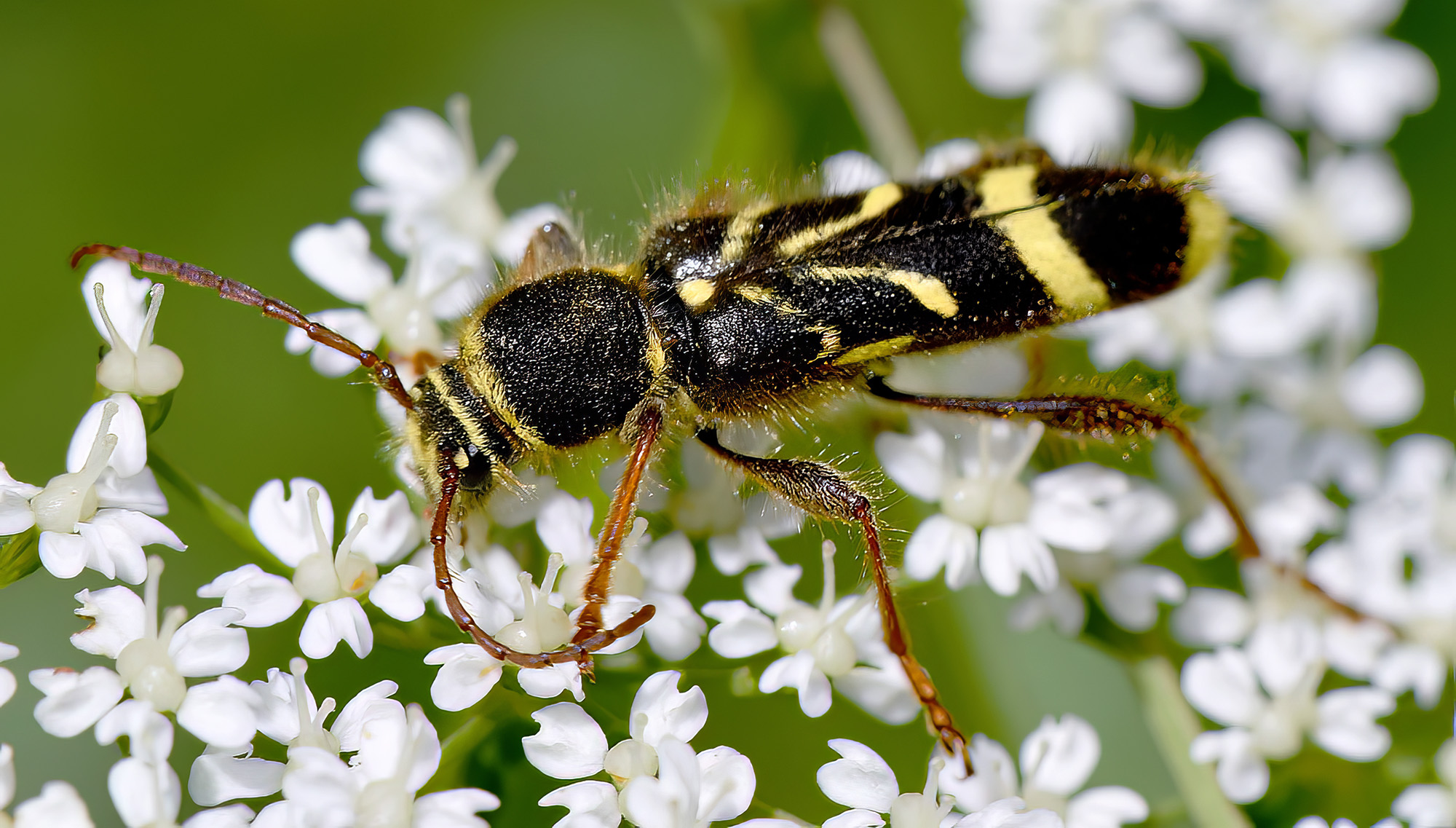 Cyrtoclytus capra