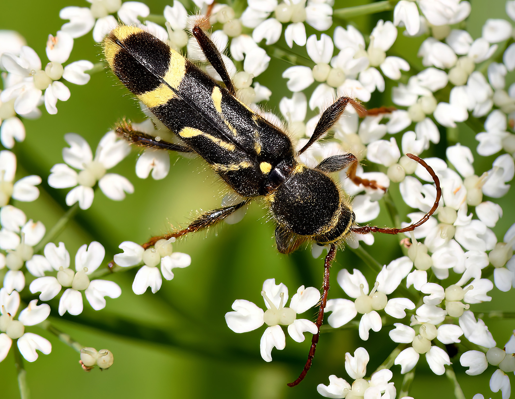 Cyrtoclytus capra