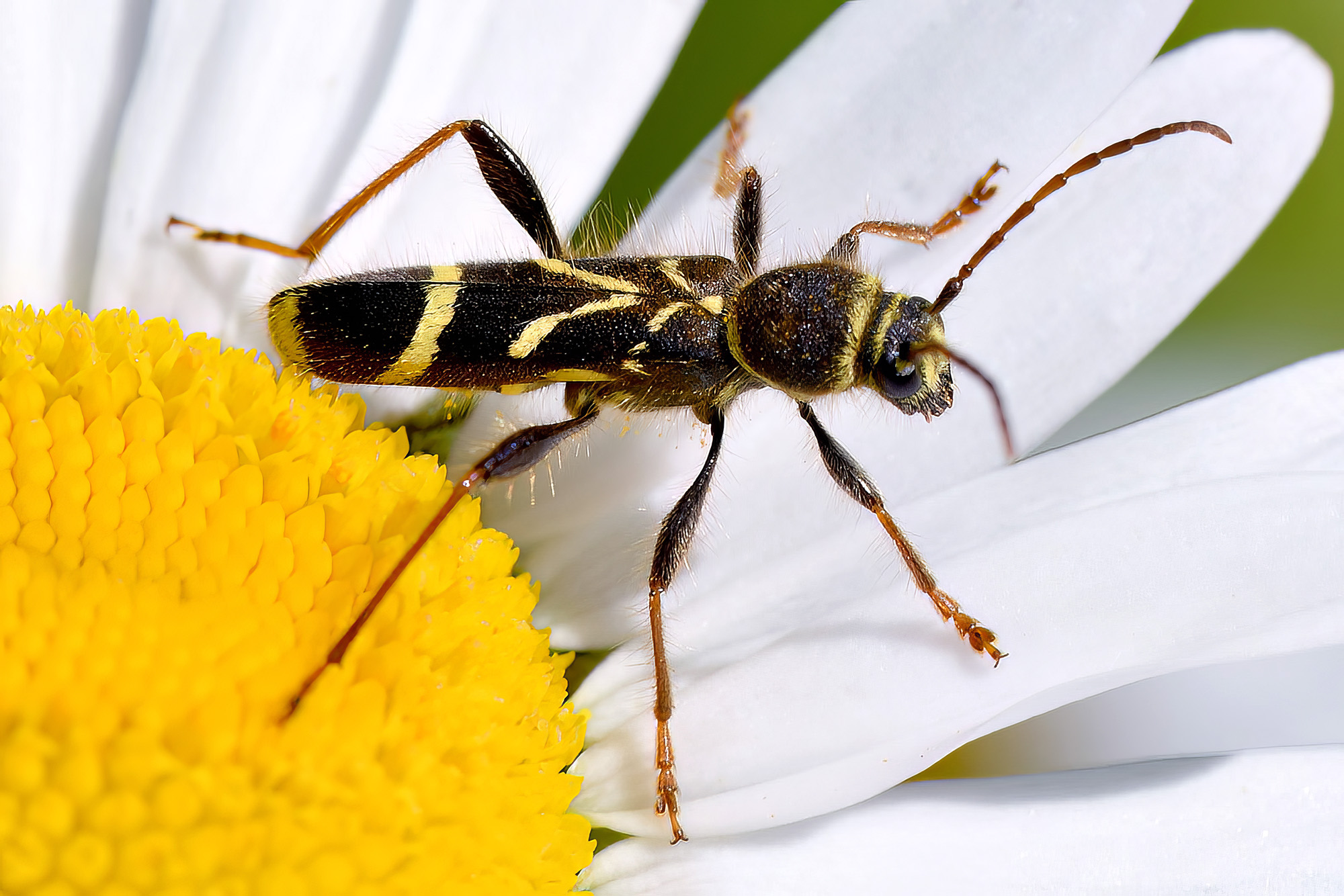 Cyrtoclytus capra