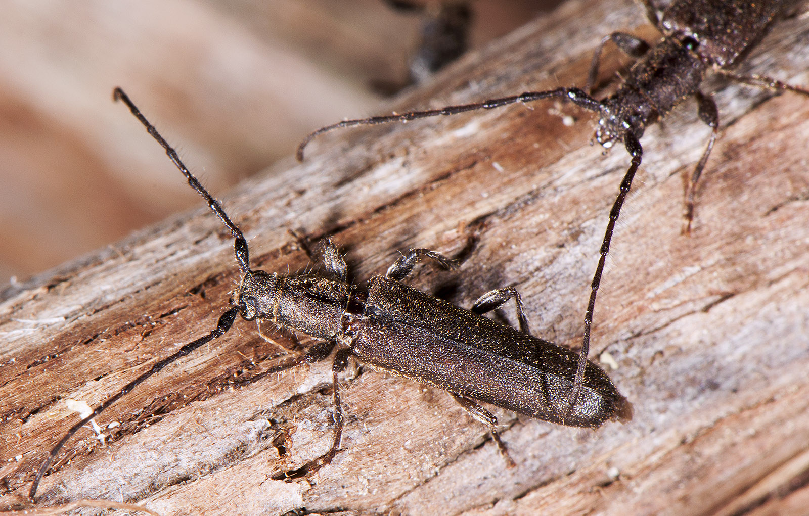 Delagrangeus angustissimus troodi