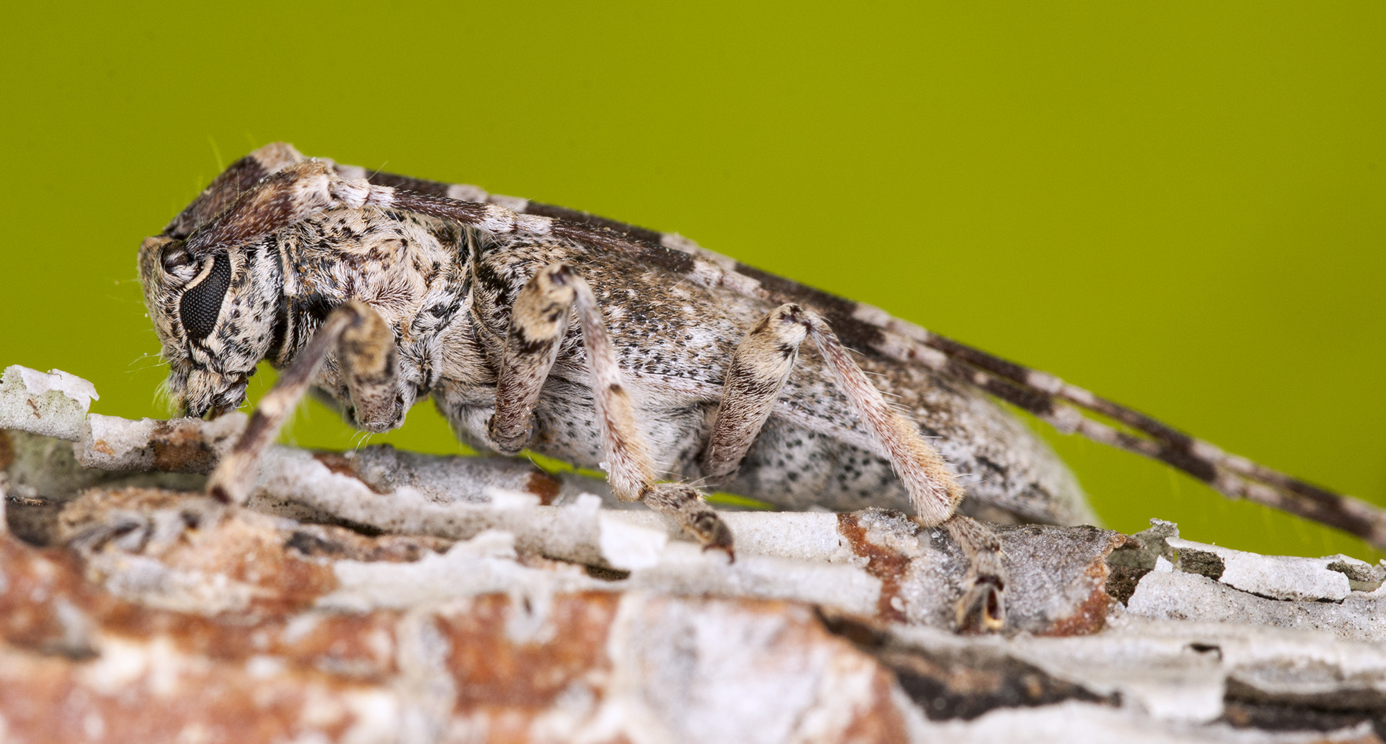 Deroplia albida