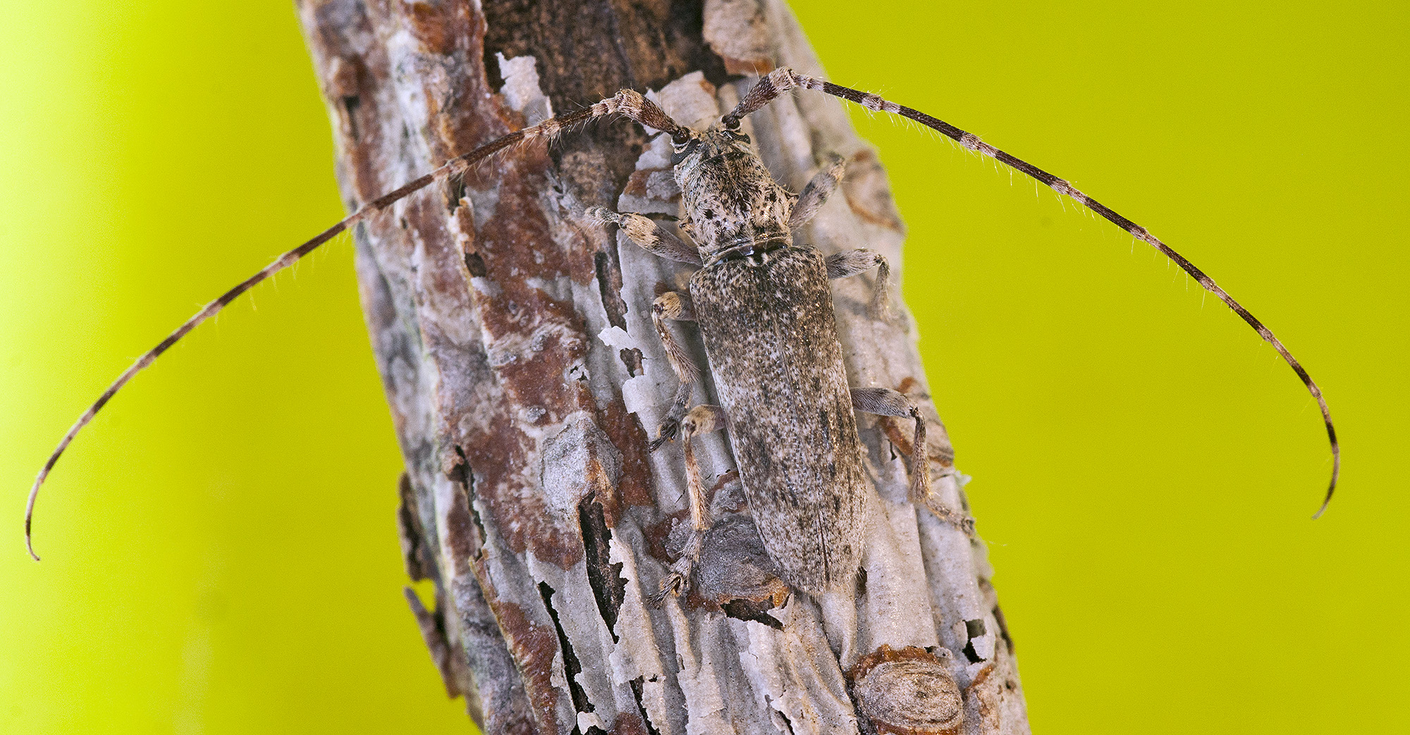 Deroplia albida