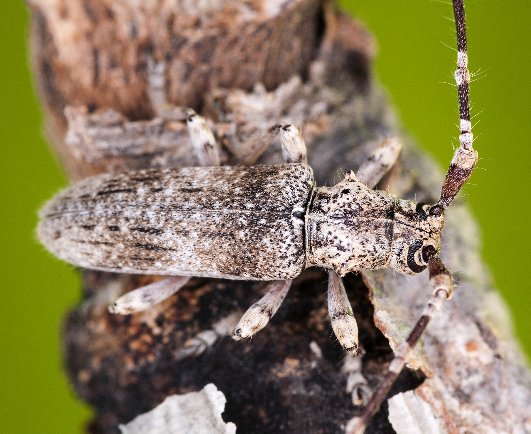 Deroplia albida