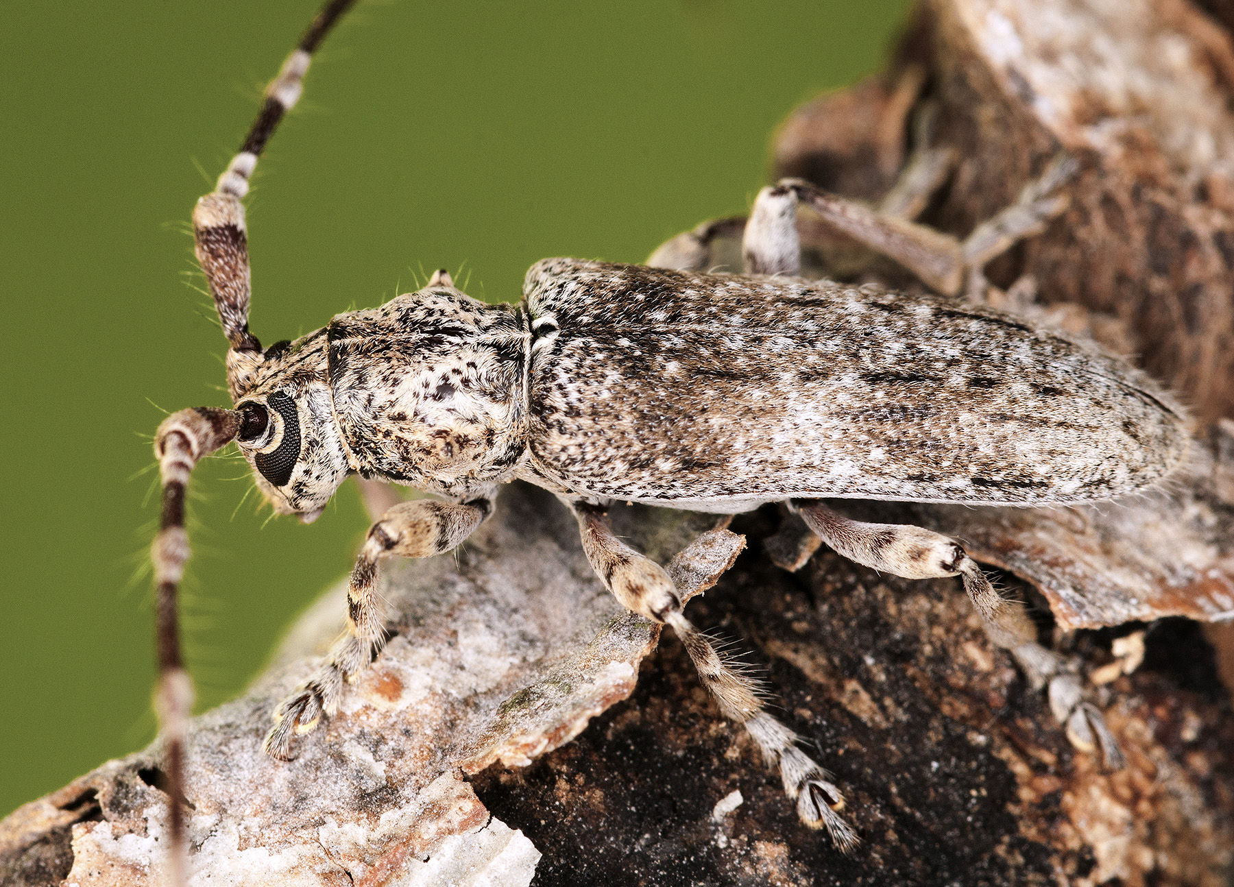 Deroplia albida