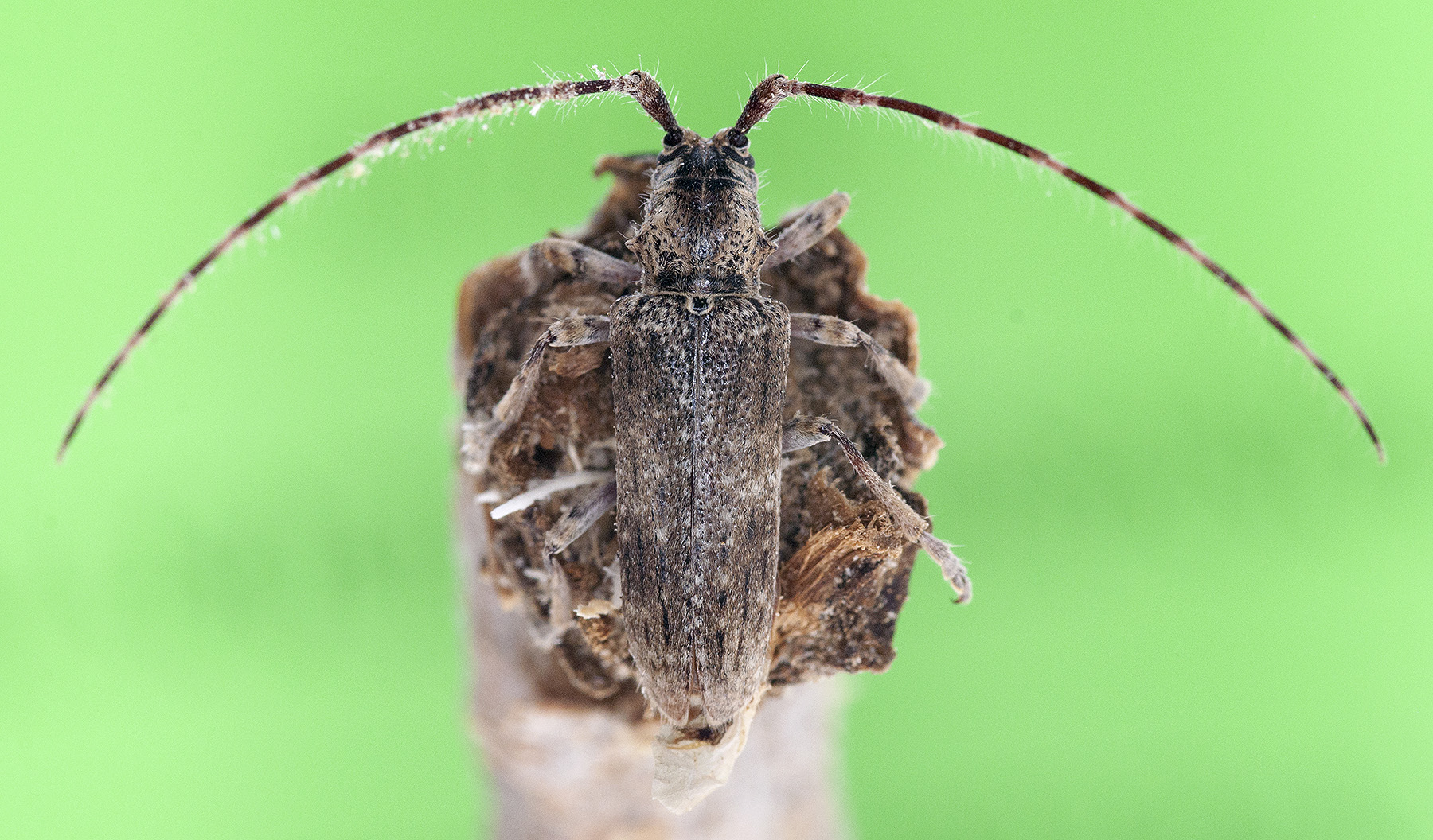 Deroplia albida