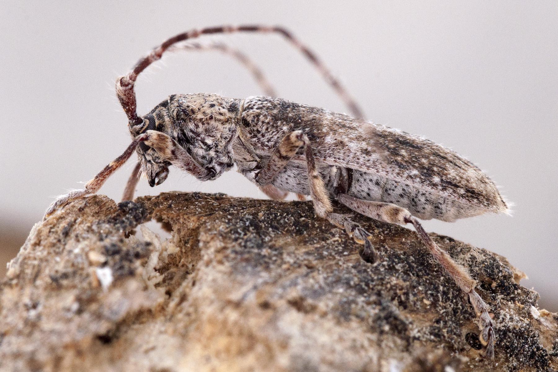 Deroplia albida