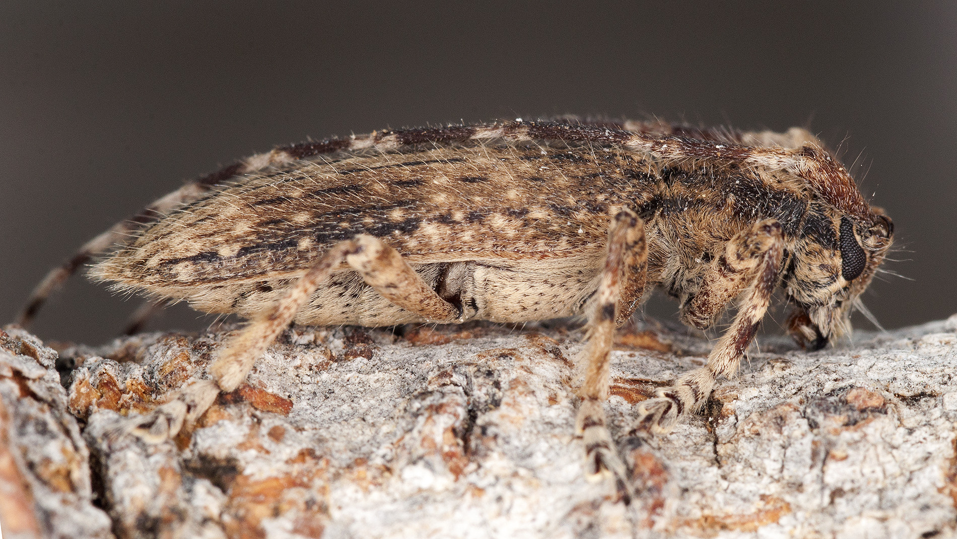 Deroplia annulicornis