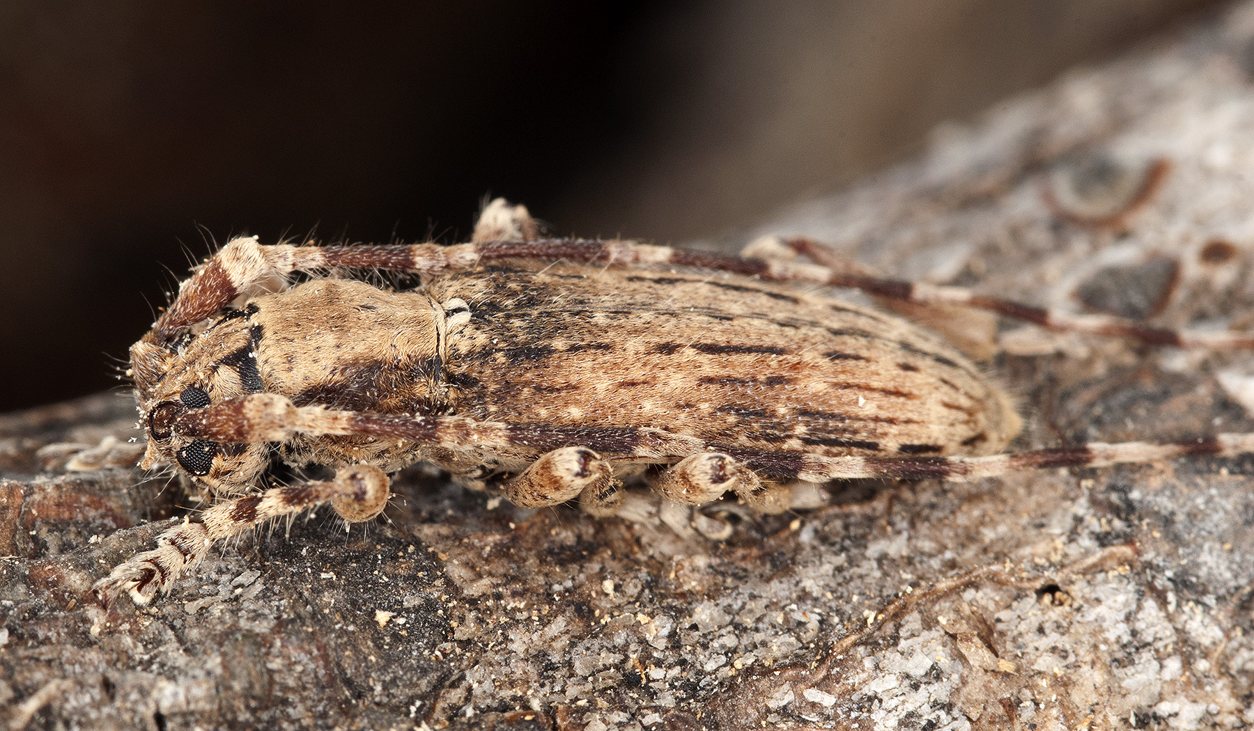 Deroplia annulicornis