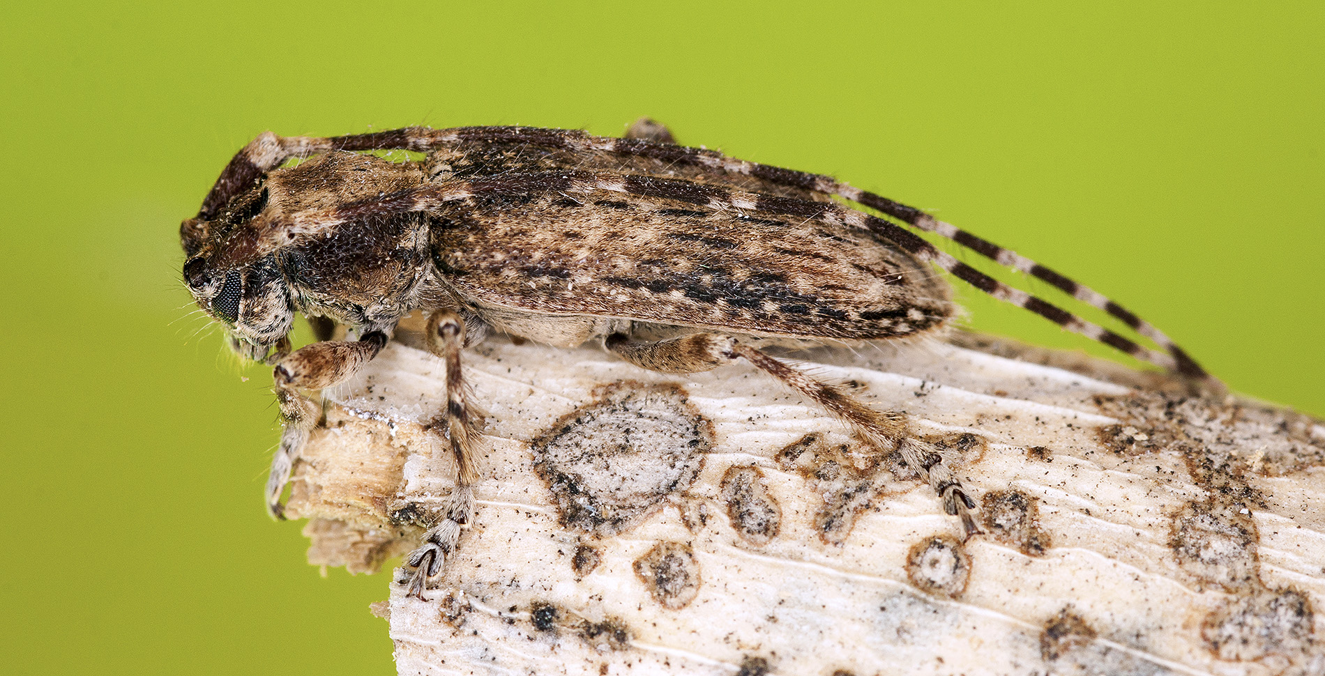 Deroplia annulicornis