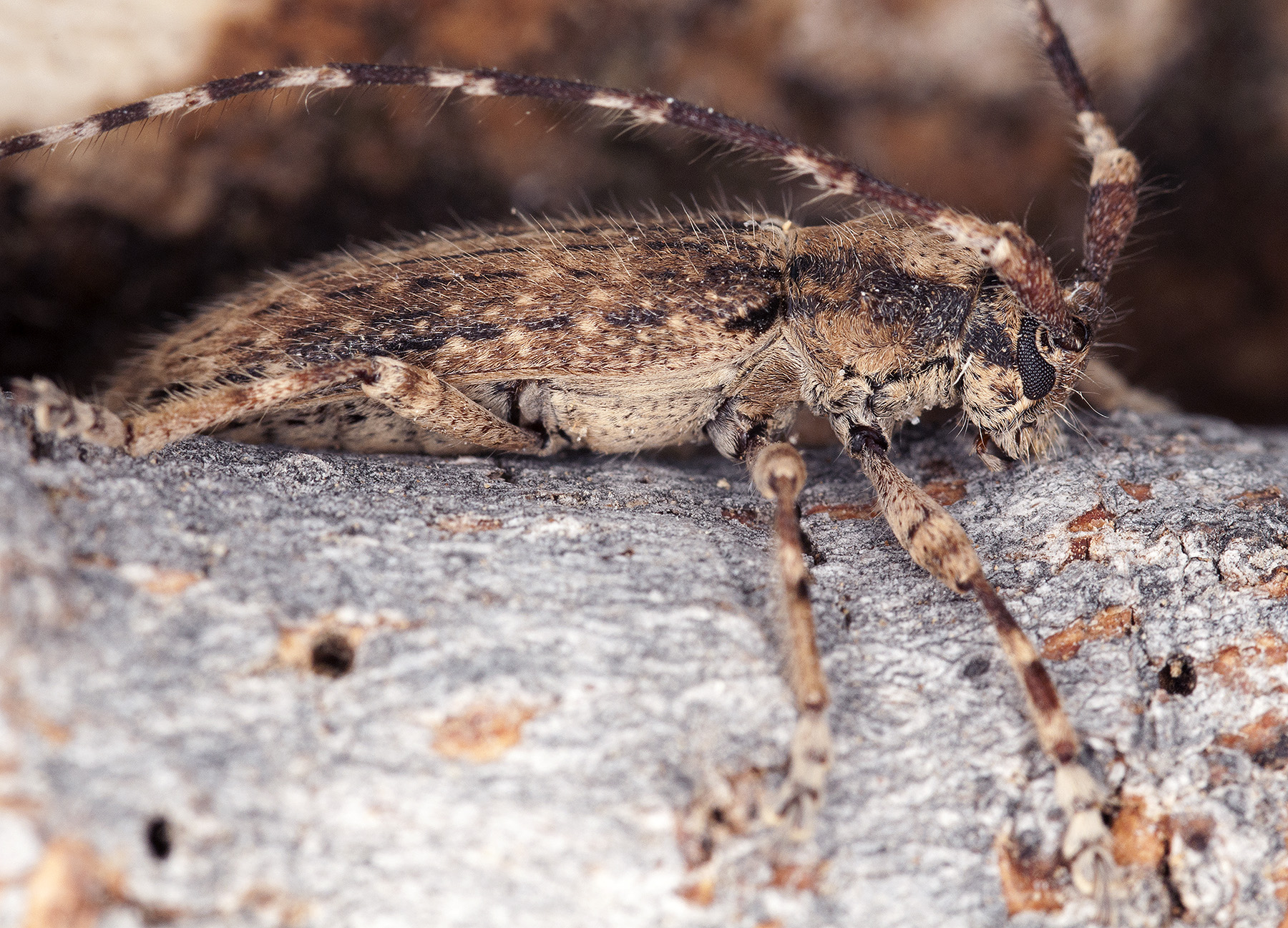 Deroplia annulicornis