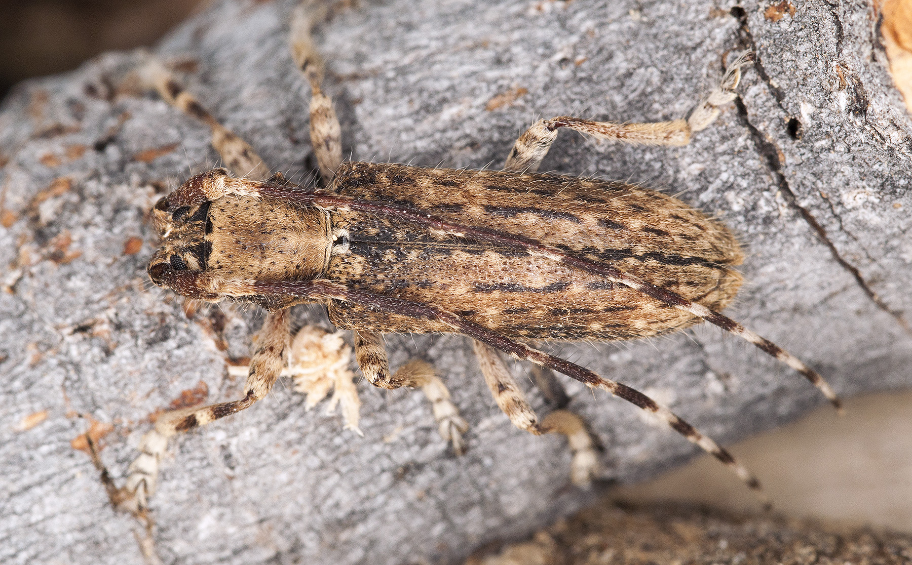 Deroplia annulicornis