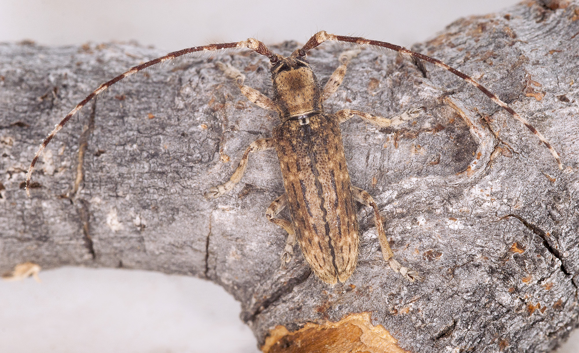 Deroplia annulicornis